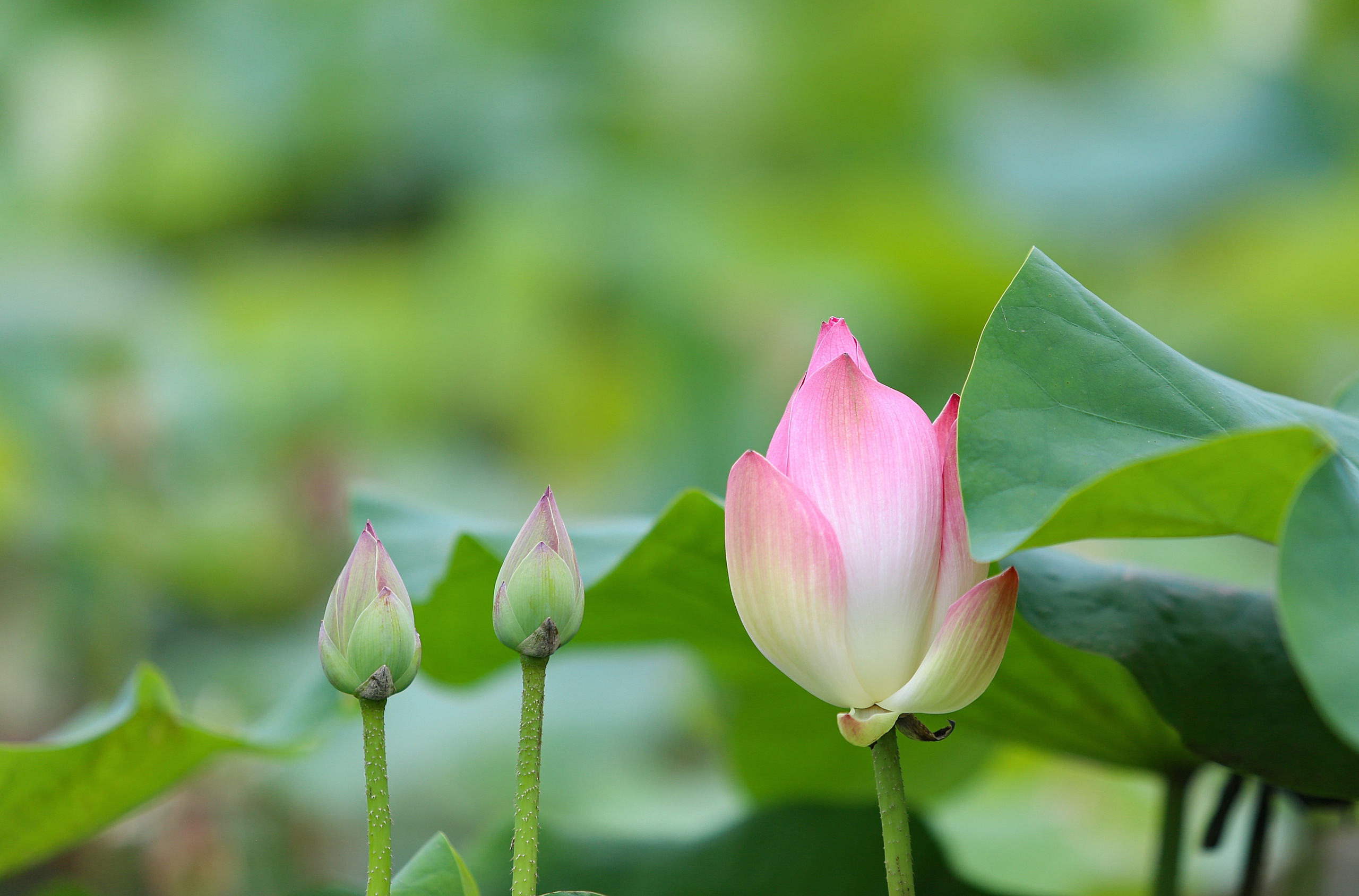 Ngát hương sen tháng 5 trên quê Bác- Ảnh 9.