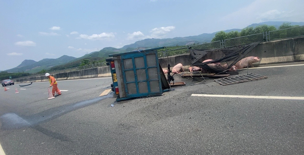 Lật xe tải, lợn nằm lổm ngổm trên cao tốc Đà Nẵng - Quảng Ngãi- Ảnh 1.