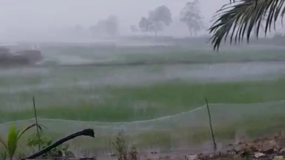 Cơn mưa vàng giải cứu hơn 4.000ha lúa ở Bạc Liêu- Ảnh 1.
