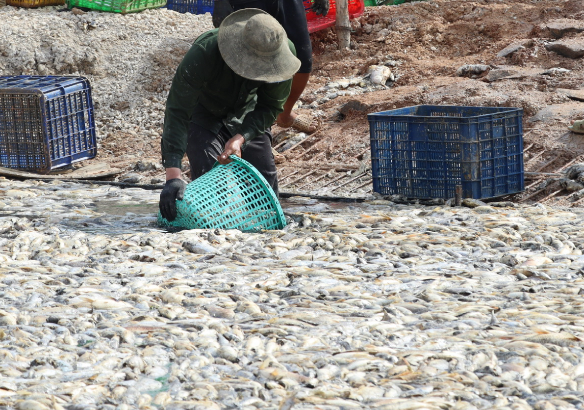 Đồng Nai: Đã vớt xong 200 tấn cá chết trên hồ Sông Mây- Ảnh 1.