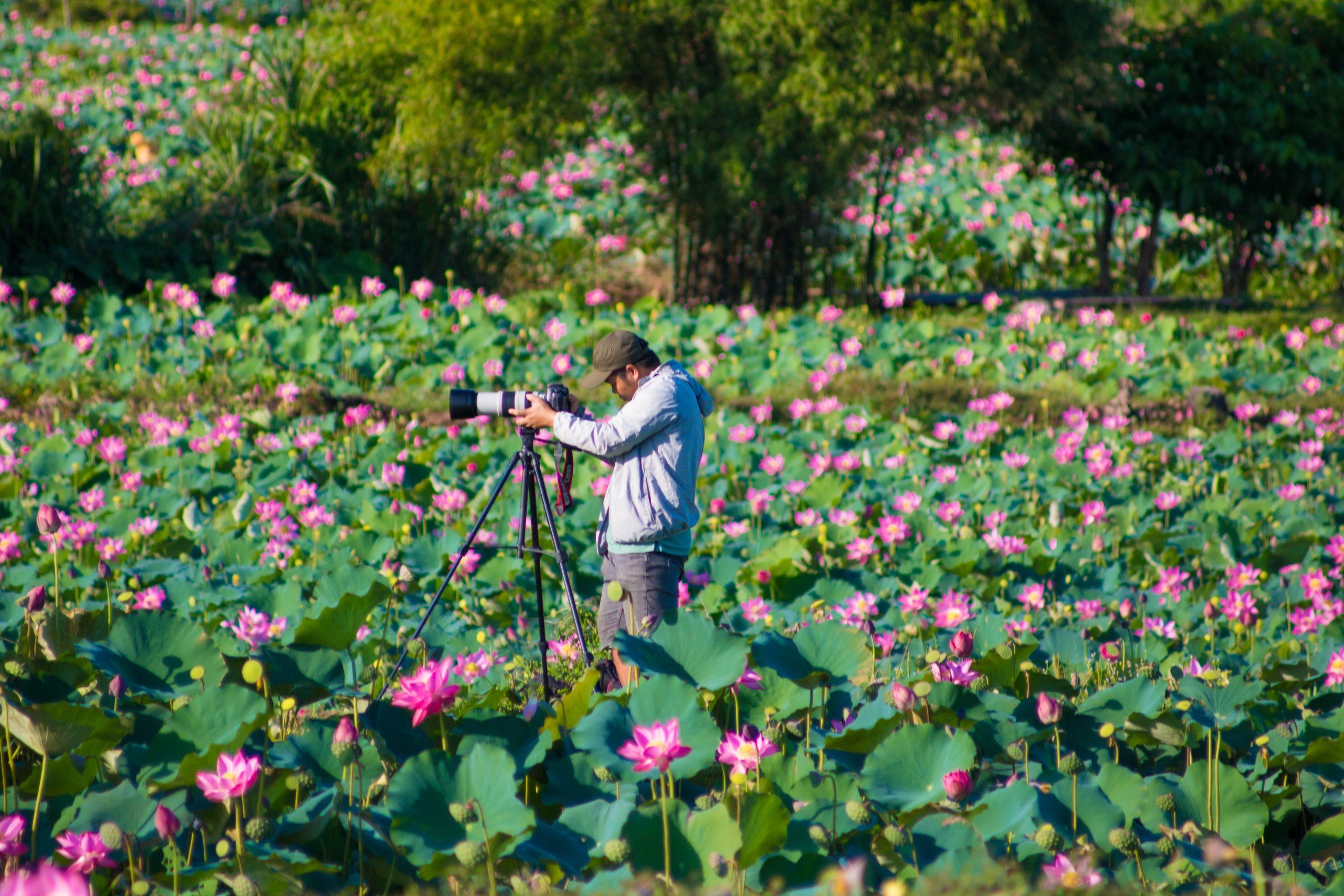 Rực rỡ đồng sen Trà Lý Quảng Nam- Ảnh 10.