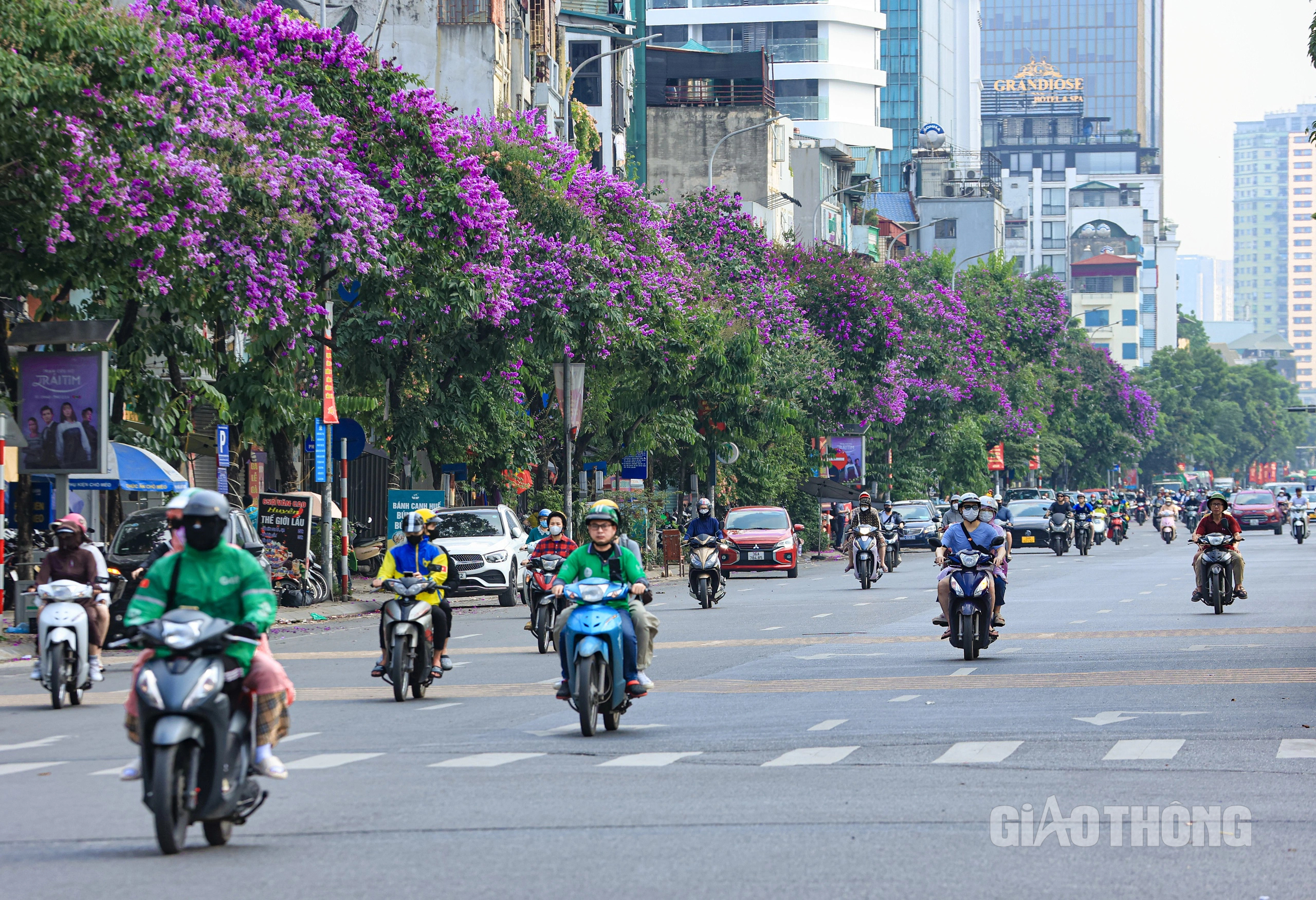 Mê mẩn ngắm bằng lăng nhuộm tím phố Hà Nội - Ảnh 1.