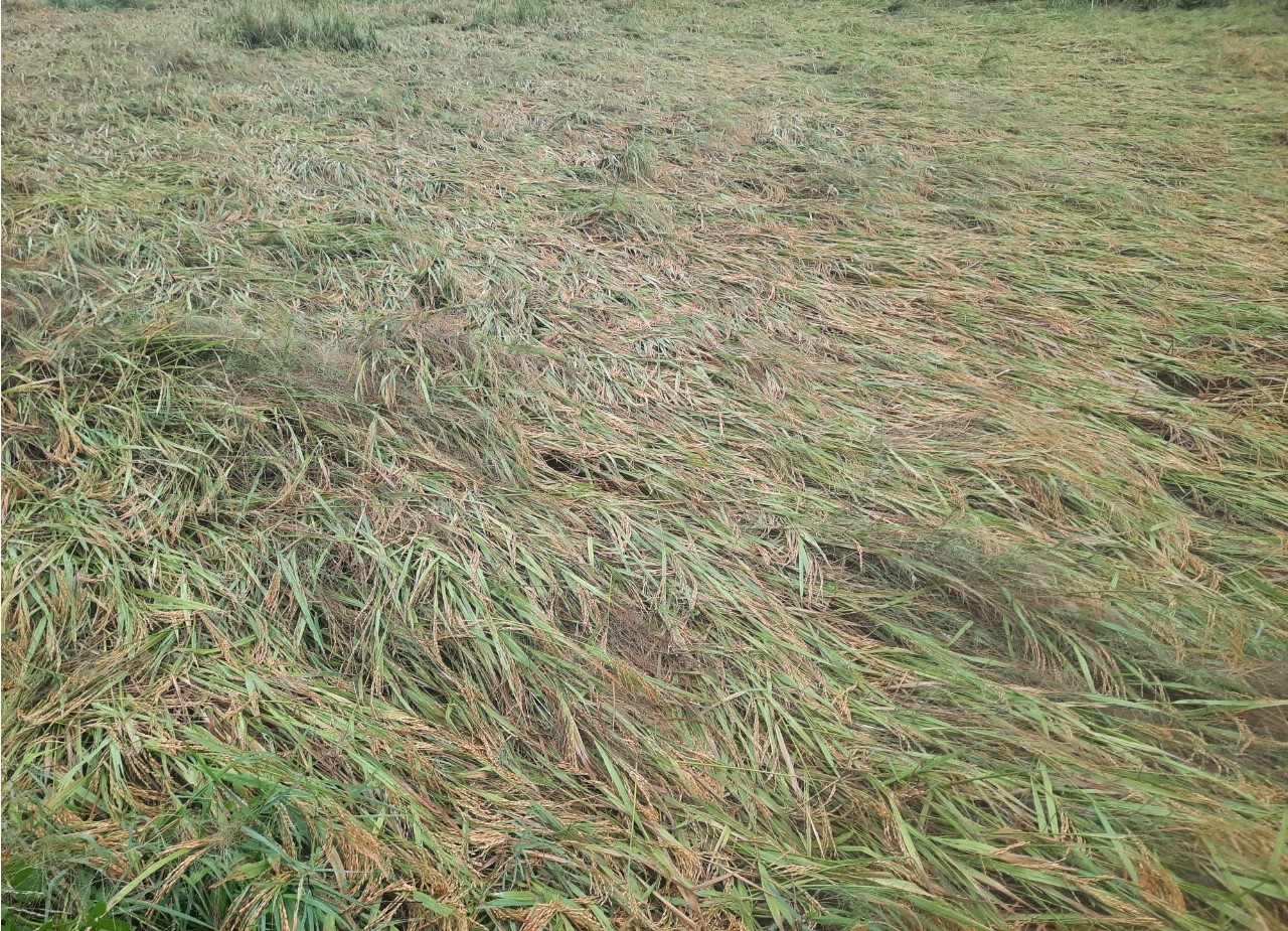 Mưa lớn kèm lốc xoáy làm hàng trăm ha lúa sắp thu hoạch ở Quảng Trị đổ rạp- Ảnh 2.