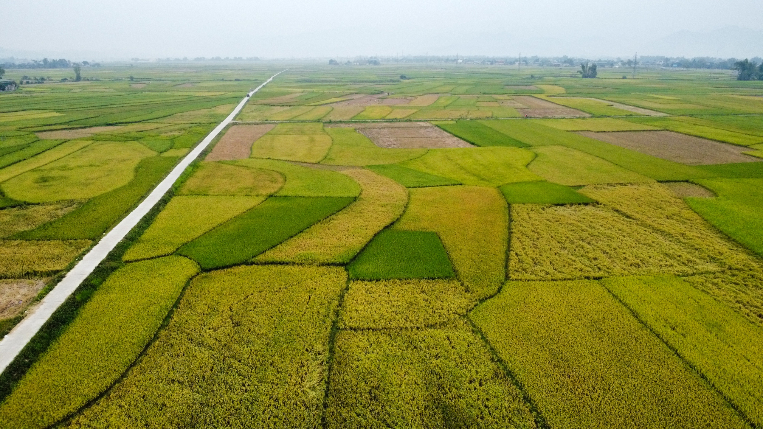 Mê mẩn ngắm cánh đồng Mường Thanh đẹp nhất Tây Bắc- Ảnh 2.