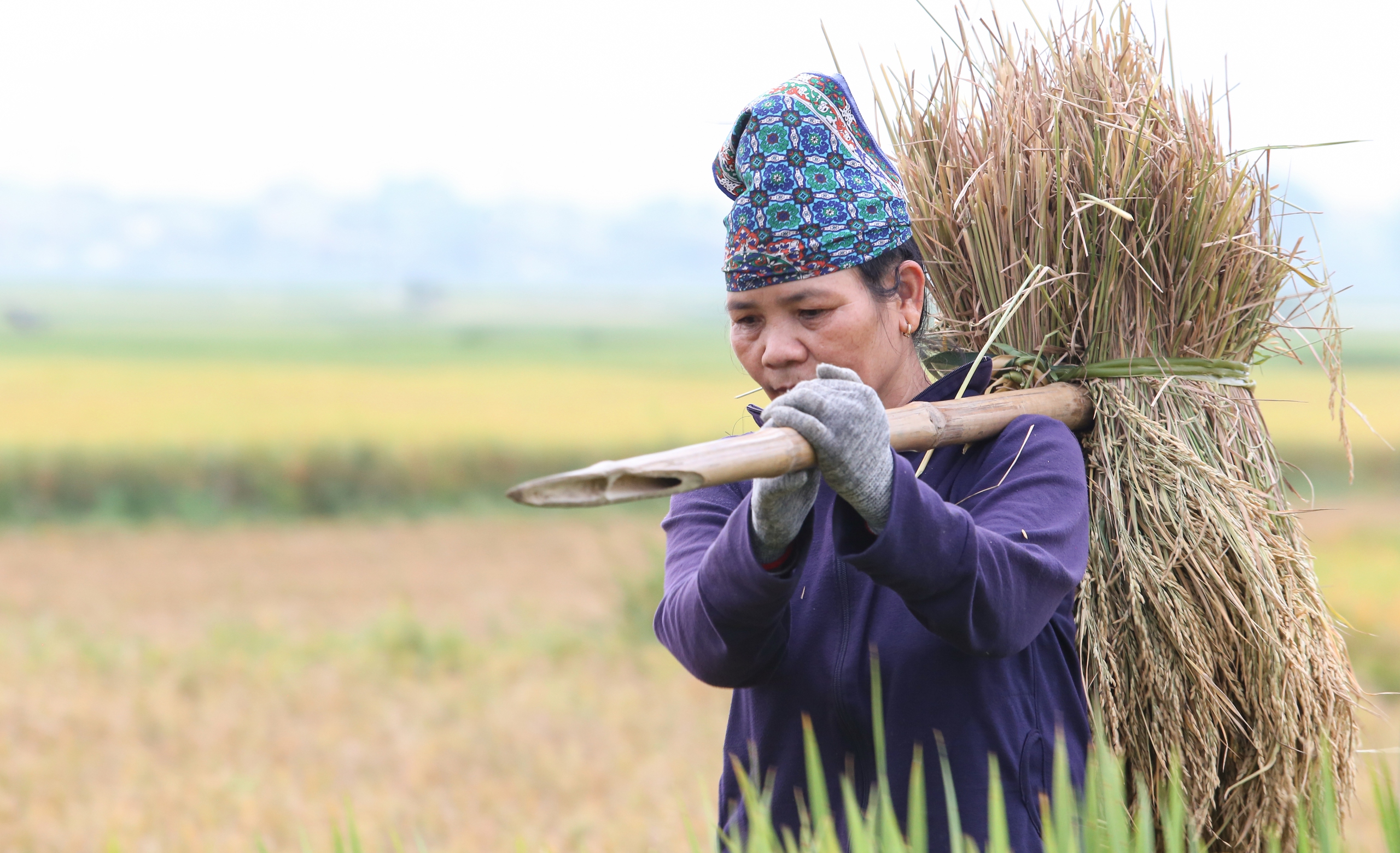 Mê mẩn ngắm cánh đồng Mường Thanh đẹp nhất Tây Bắc- Ảnh 20.