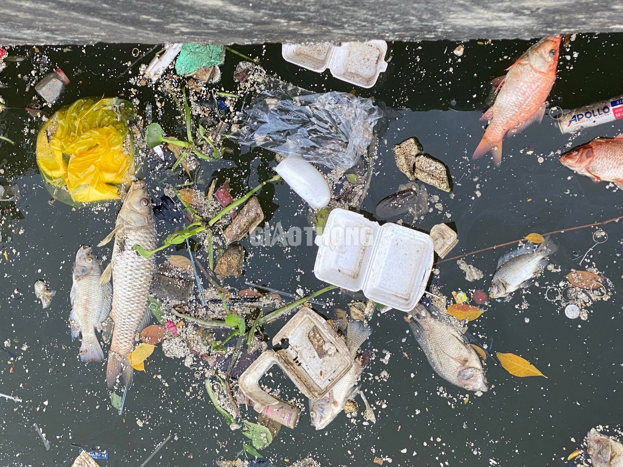Khoảng 20 tấn cá chết trên kênh Nhiêu Lộc - Thị Nghè sau trận mưa đầu mùa- Ảnh 4.