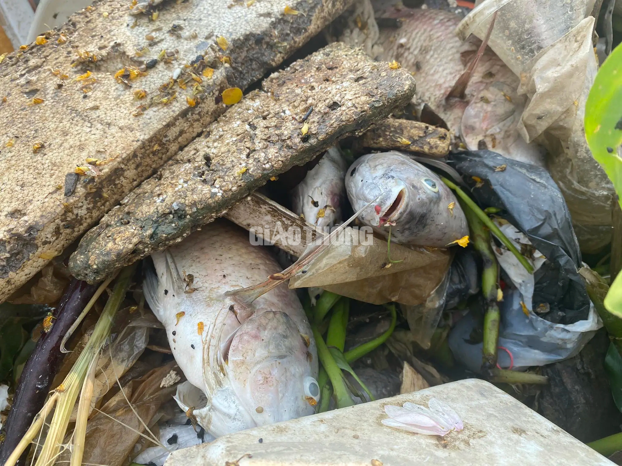 Khoảng 20 tấn cá chết trên kênh Nhiêu Lộc - Thị Nghè sau trận mưa đầu mùa- Ảnh 11.