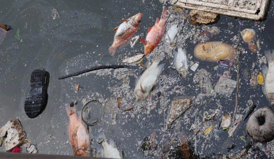 Khoảng 20 tấn cá chết trên kênh Nhiêu Lộc - Thị Nghè sau trận mưa đầu mùa- Ảnh 6.