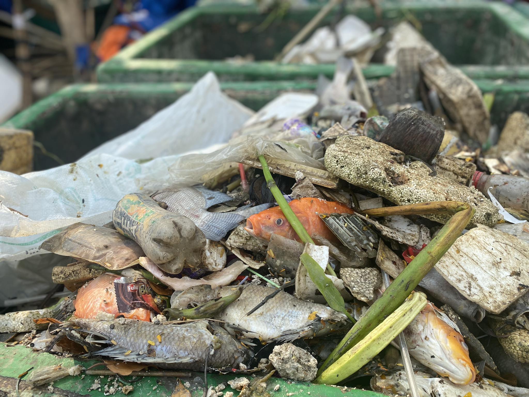 Khoảng 20 tấn cá chết trên kênh Nhiêu Lộc - Thị Nghè sau trận mưa đầu mùa- Ảnh 13.