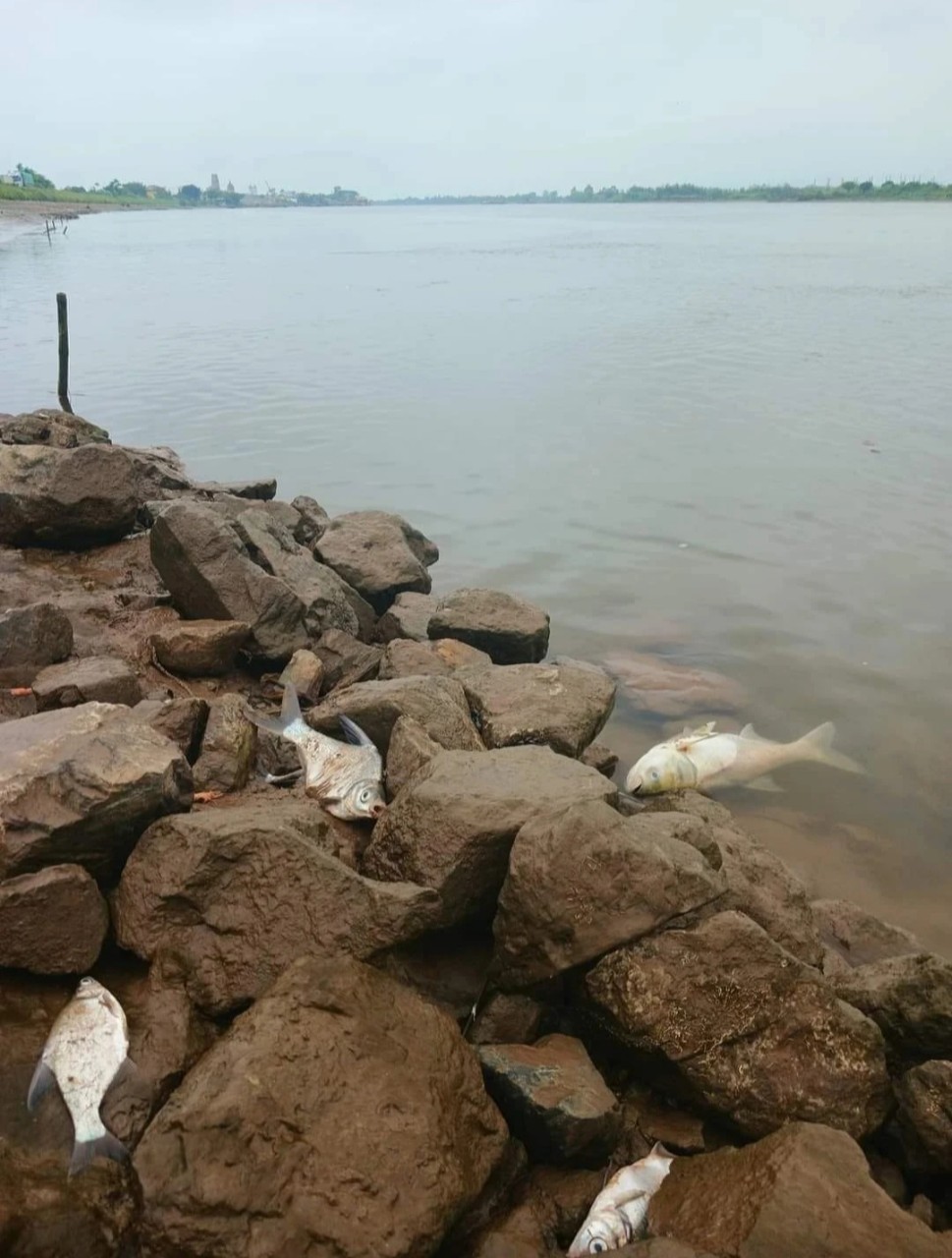 Bất thường nhiều loại cá, tôm chết, dạt vào bờ sông Đáy- Ảnh 1.