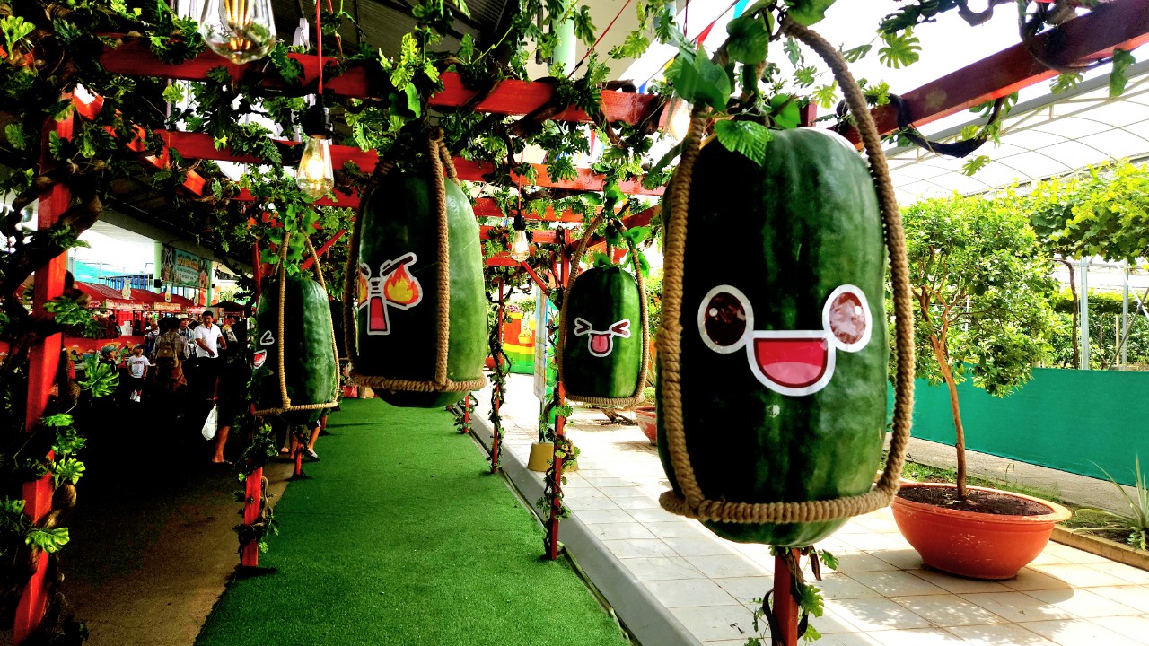 Vườn bí đao khổng lồ hút du khách tại lễ hội trái cây Nam Bộ- Ảnh 4.