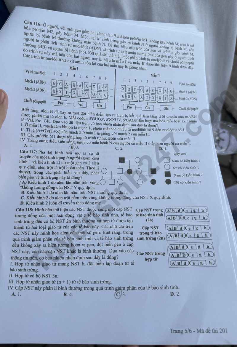 Đáp án đề thi môn Sinh học THPT 2024 tất cả mã đề- Ảnh 5.