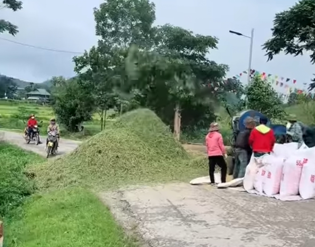 Thanh Hóa: Dựng bạt, làm rào chắn phơi thóc trên đường- Ảnh 1.