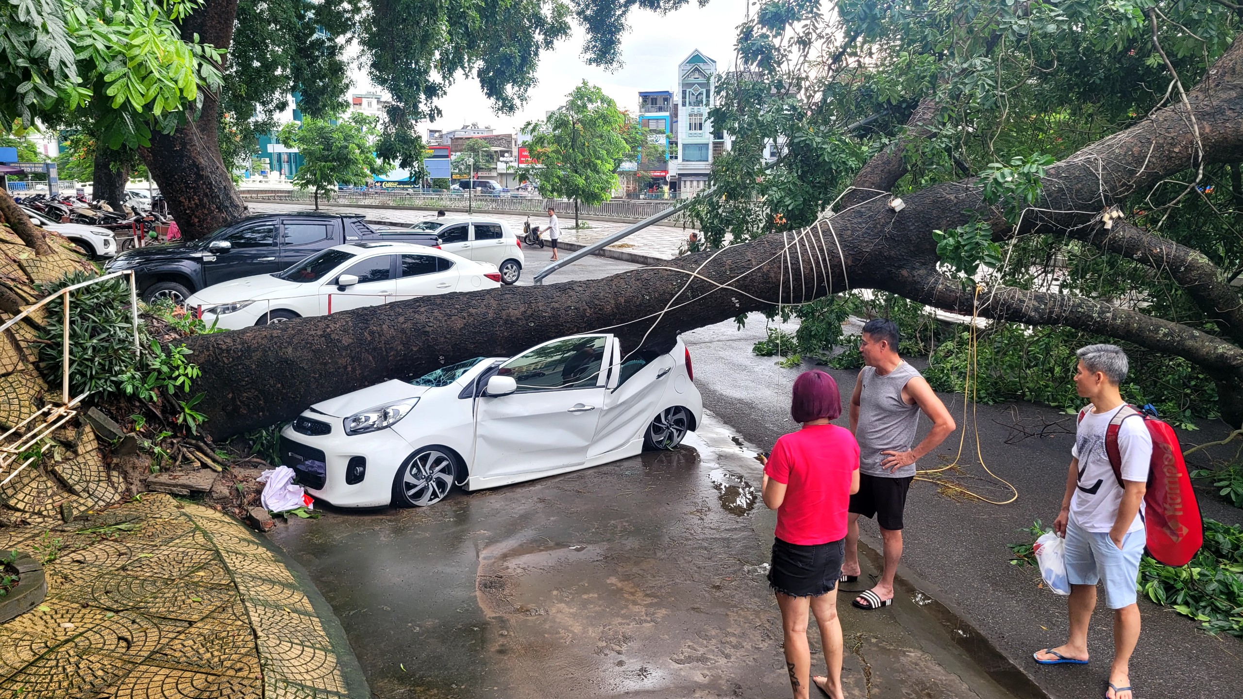 Cây đổ đè bẹp rúm xe ô tô mới mua ở Hải Phòng- Ảnh 1.