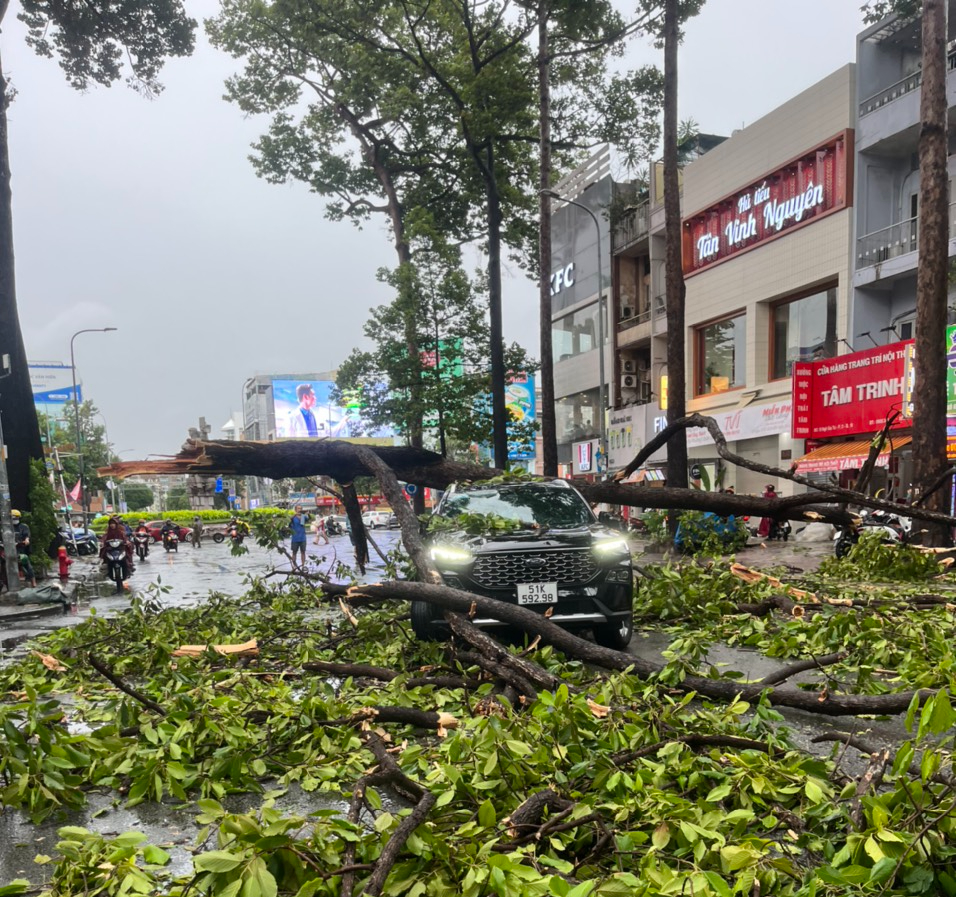 TP.HCM: Cây dầu gãy ngang, đè trúng ô tô 7 chỗ đang đi trên đường- Ảnh 1.