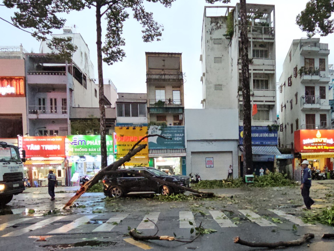 TP.HCM: Cây dầu gãy ngang, đè trúng ô tô 7 chỗ đang đi trên đường- Ảnh 2.