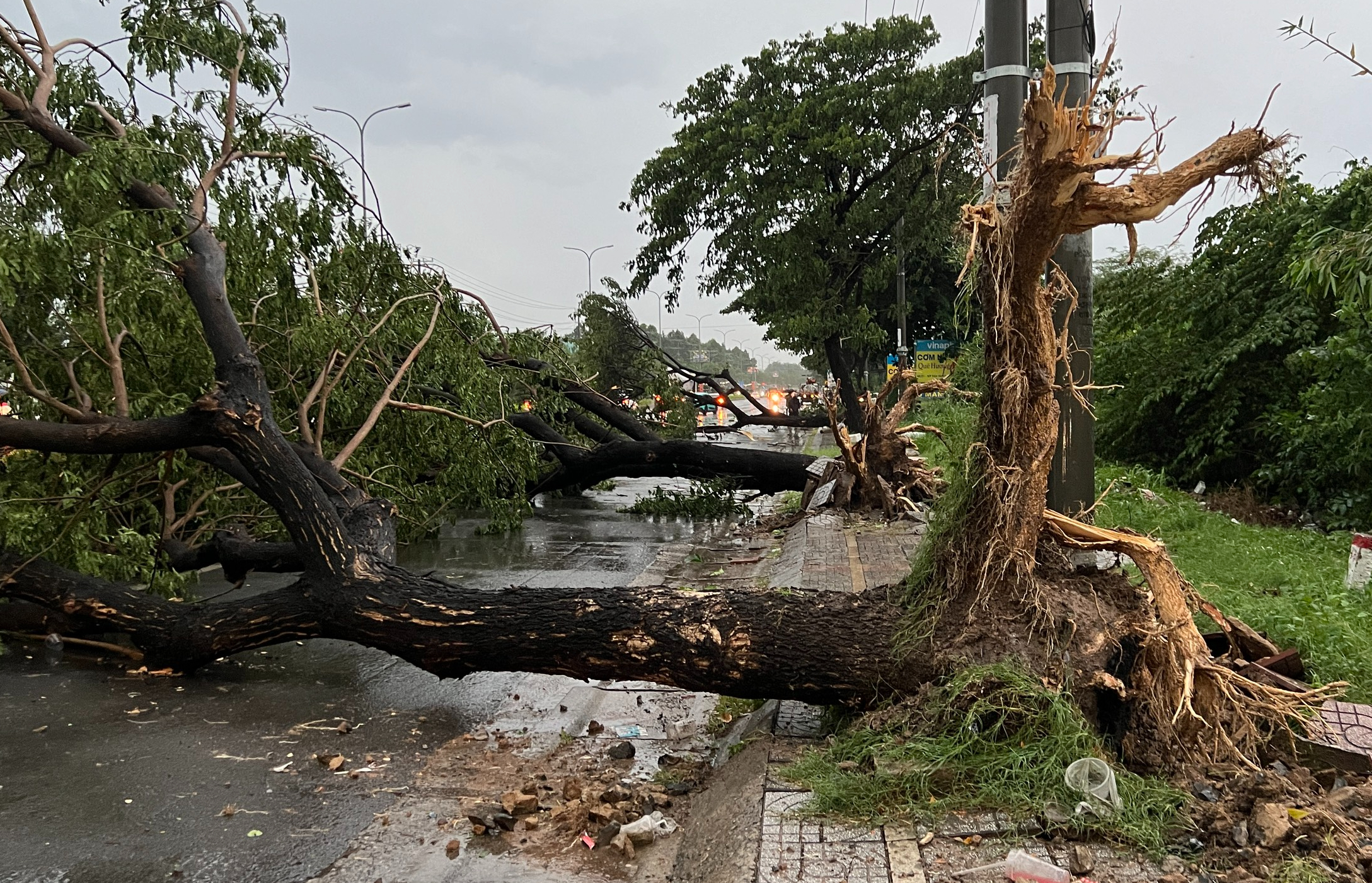 Mưa lớn kèm gió lốc, cây sao cao 30m ngã đổ chắn ngang QL20- Ảnh 5.