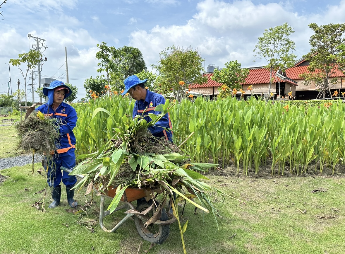 Bờ sông Sài Gòn sẽ trồng thêm hàng nghìn cây hoa hướng dương phục vụ lễ 2/9- Ảnh 6.