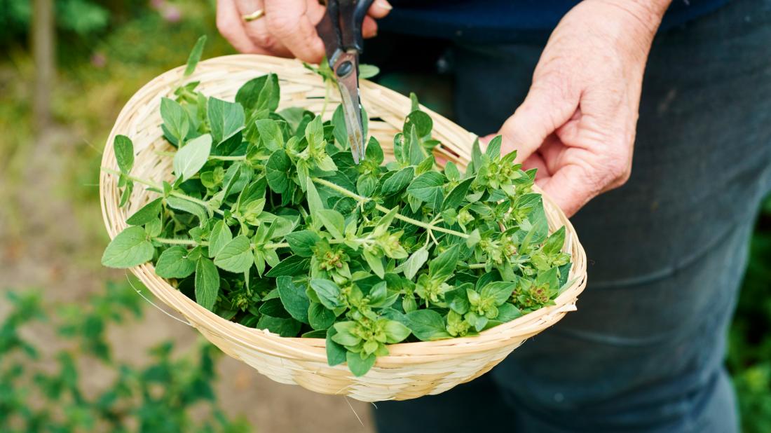 Loại lá bé nhỏ vị cay đắng có đặc tính chống ung thư, dù tươi hay khô đều cực tốt- Ảnh 3.