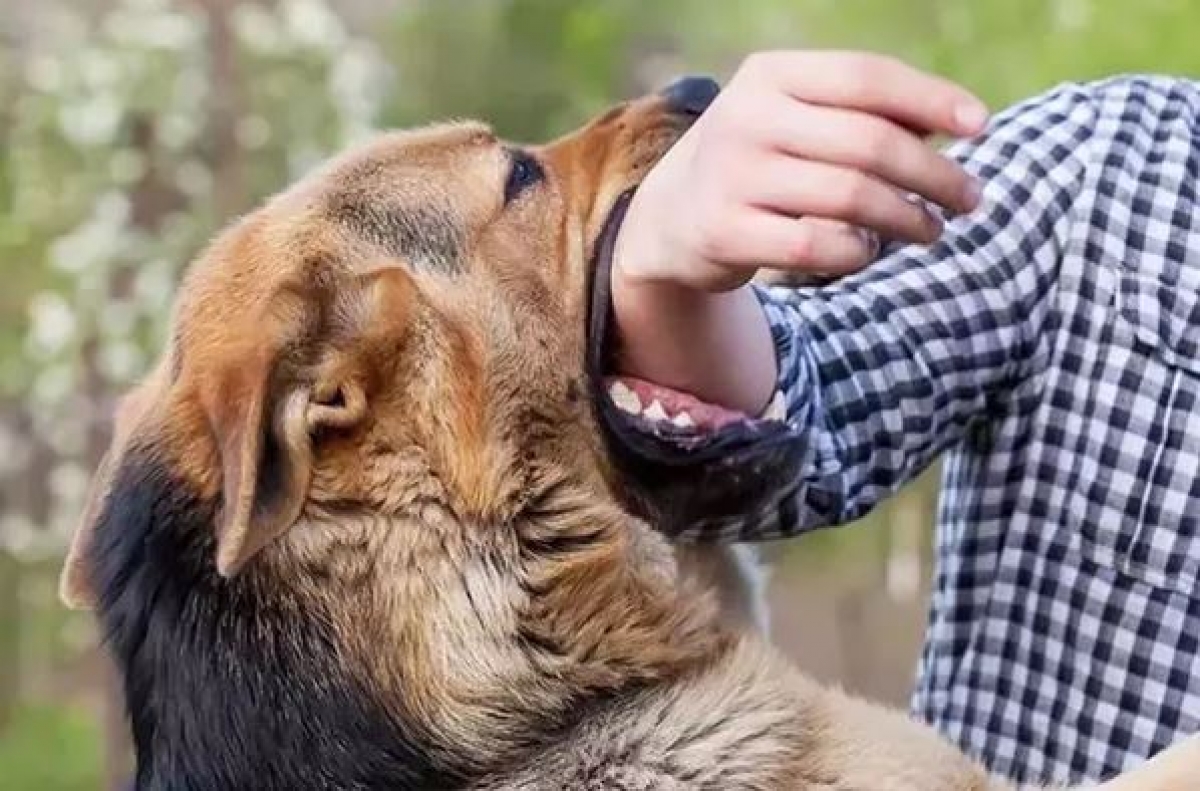 Chó dại cắn nhiều người ở Sóc Sơn, Việt Phủ Thành Chương đóng cửa 15 ngày phòng chống dịch- Ảnh 1.