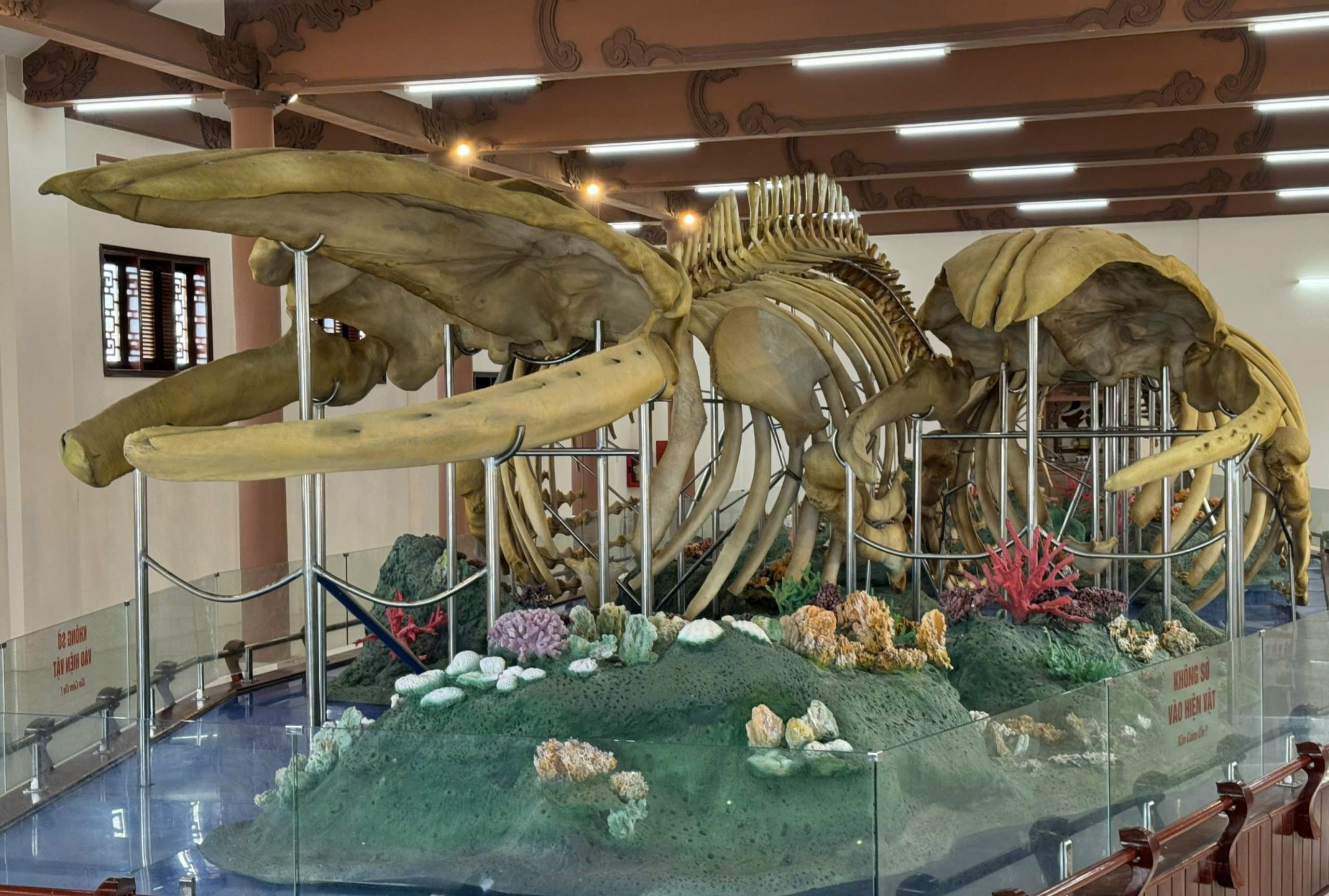 Đến Lý Sơn chiêm ngưỡng đôi ngọc cốt cá voi hơn 200 năm tuổi lớn nhất Đông Nam Á- Ảnh 1. Đến Lý Sơn chiêm ngưỡng đôi ngọc cốt cá voi hơn 200 năm tuổi lớn nhất Đông Nam Á- Ảnh 1.