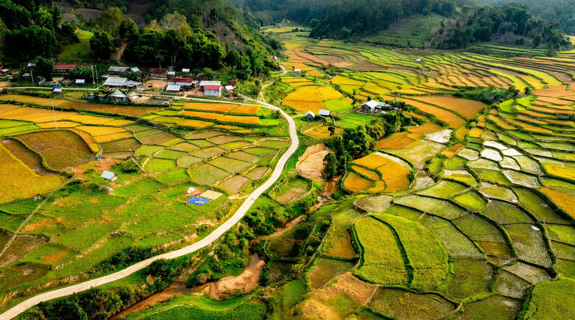 Mùa vàng trên cao nguyên Măng Đen- Ảnh 1.