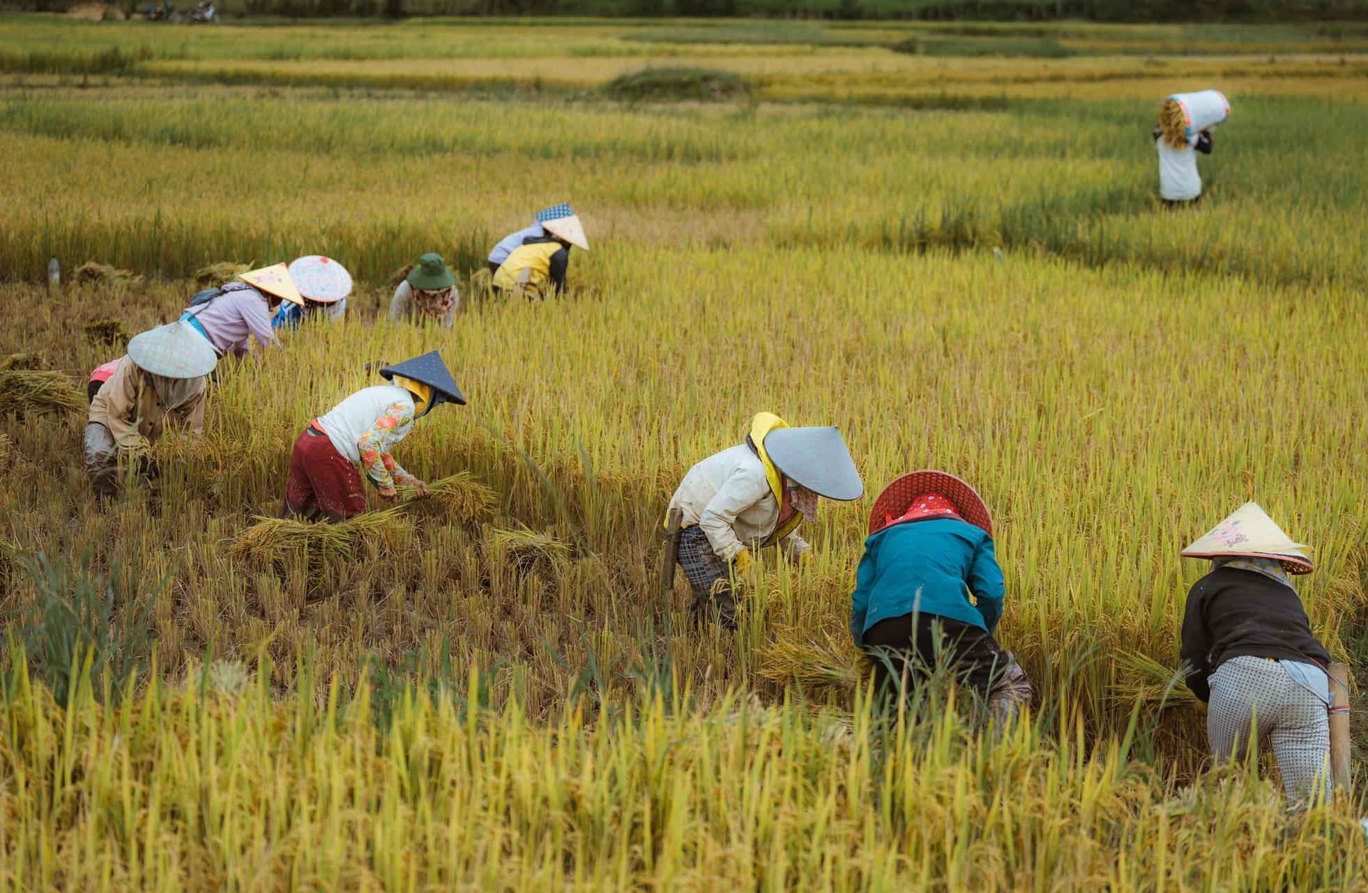 Mùa vàng trên cao nguyên Măng Đen- Ảnh 3.