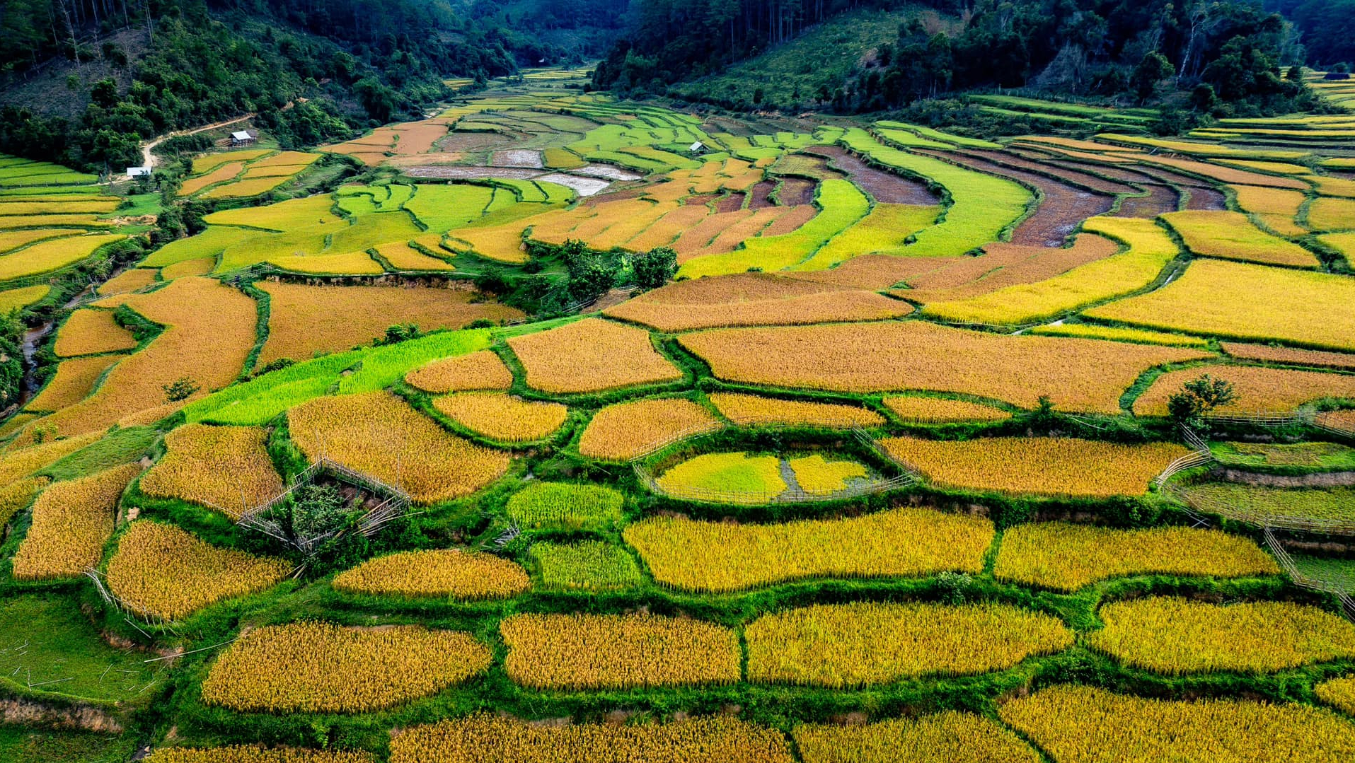 Mùa vàng trên cao nguyên Măng Đen- Ảnh 2.