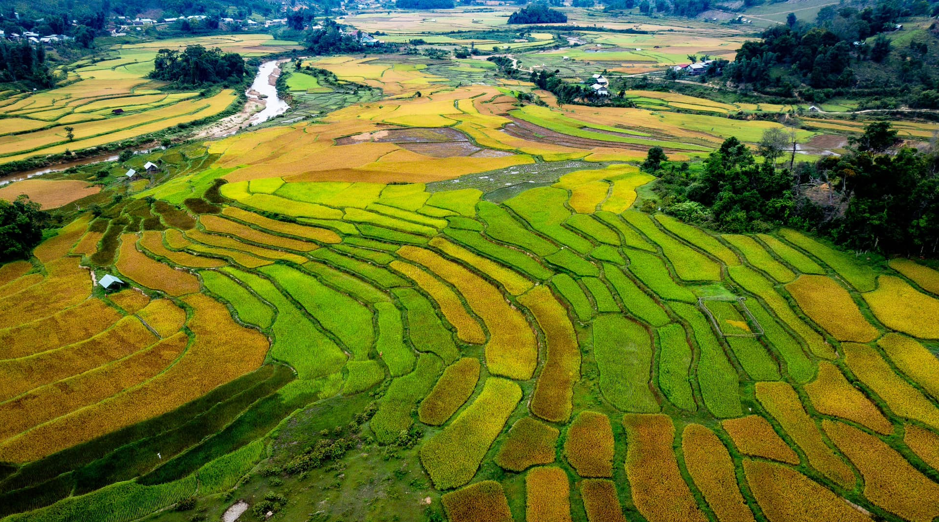 Mùa vàng trên cao nguyên Măng Đen- Ảnh 7.