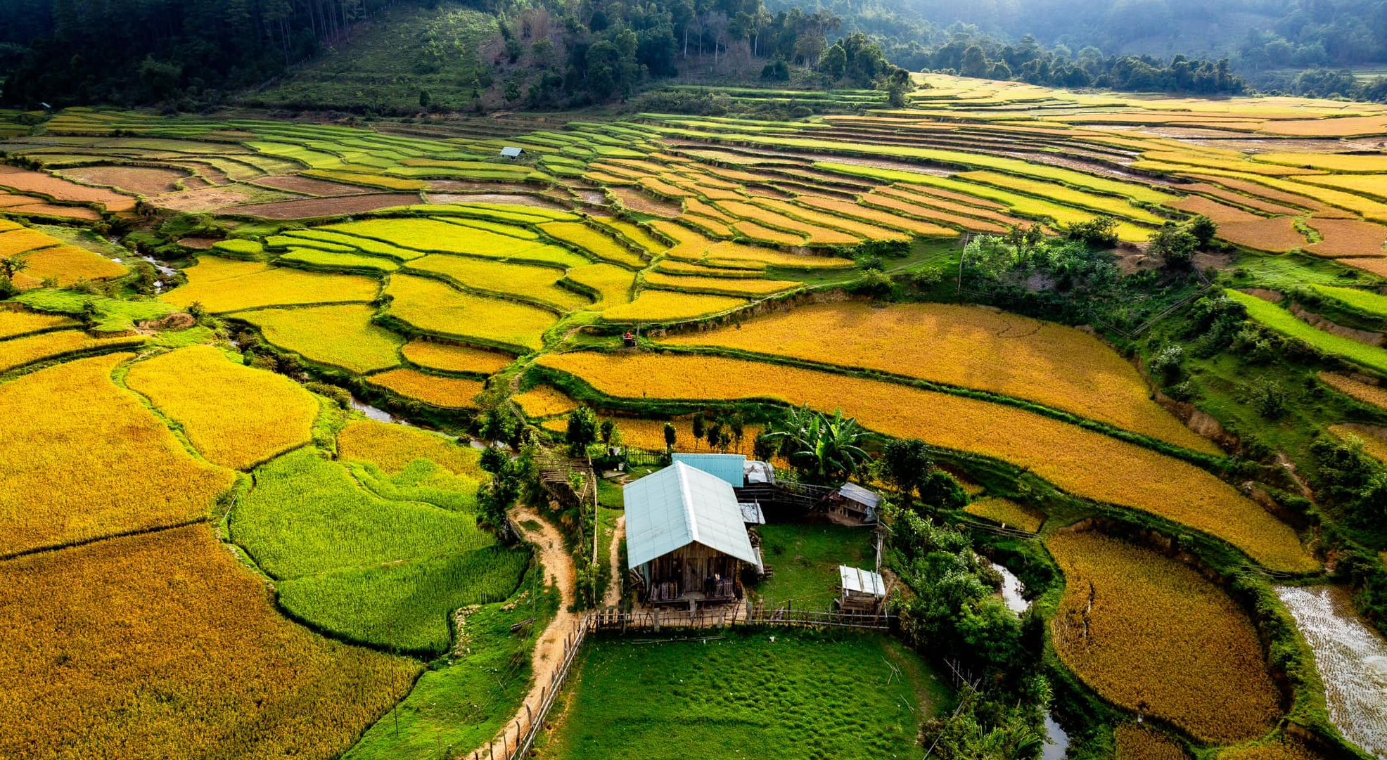 Mùa vàng trên cao nguyên Măng Đen- Ảnh 6.