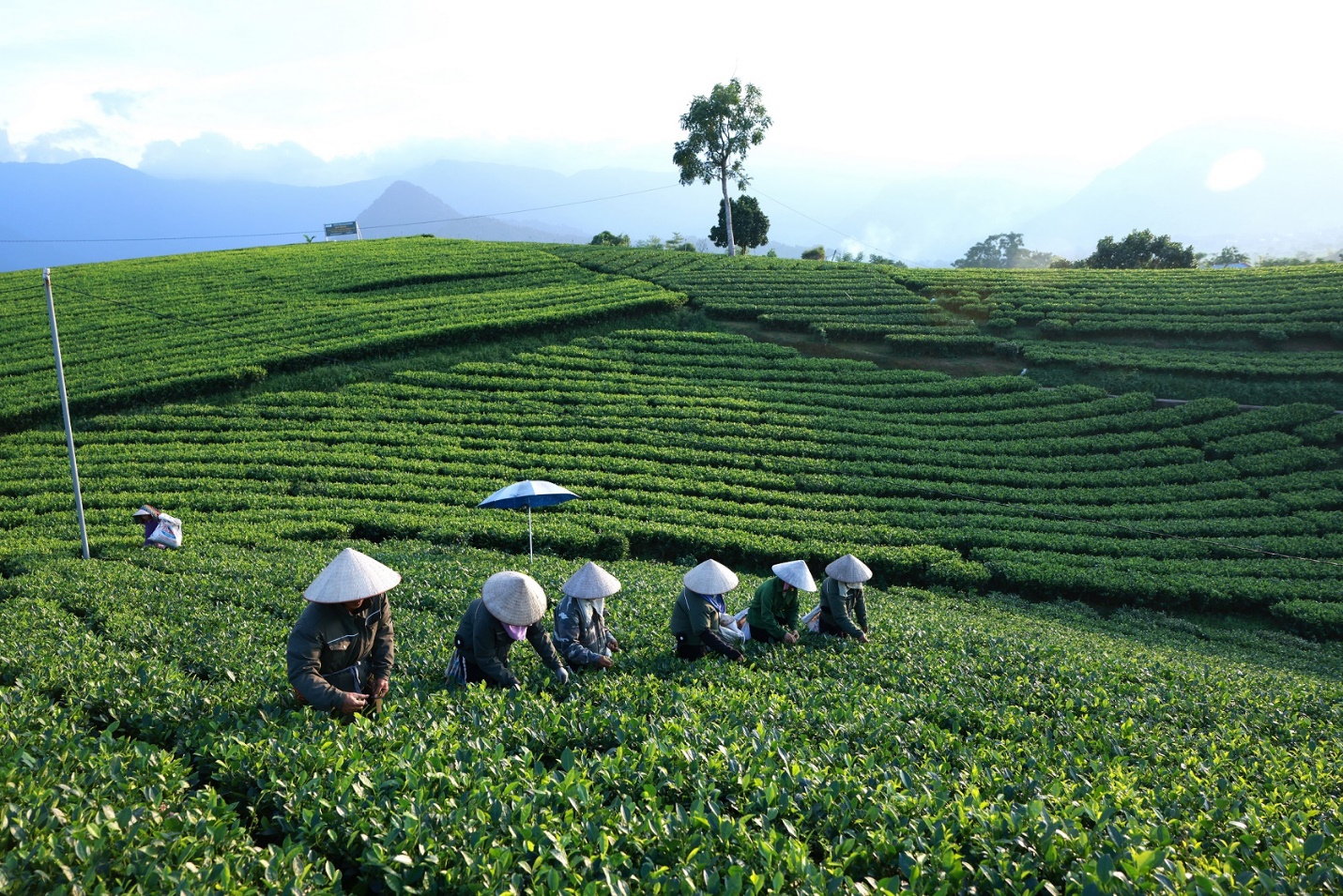 Về Thái Nguyên, khám phá vùng nguyên liệu của Trà Xanh Không Độ- Ảnh 1.