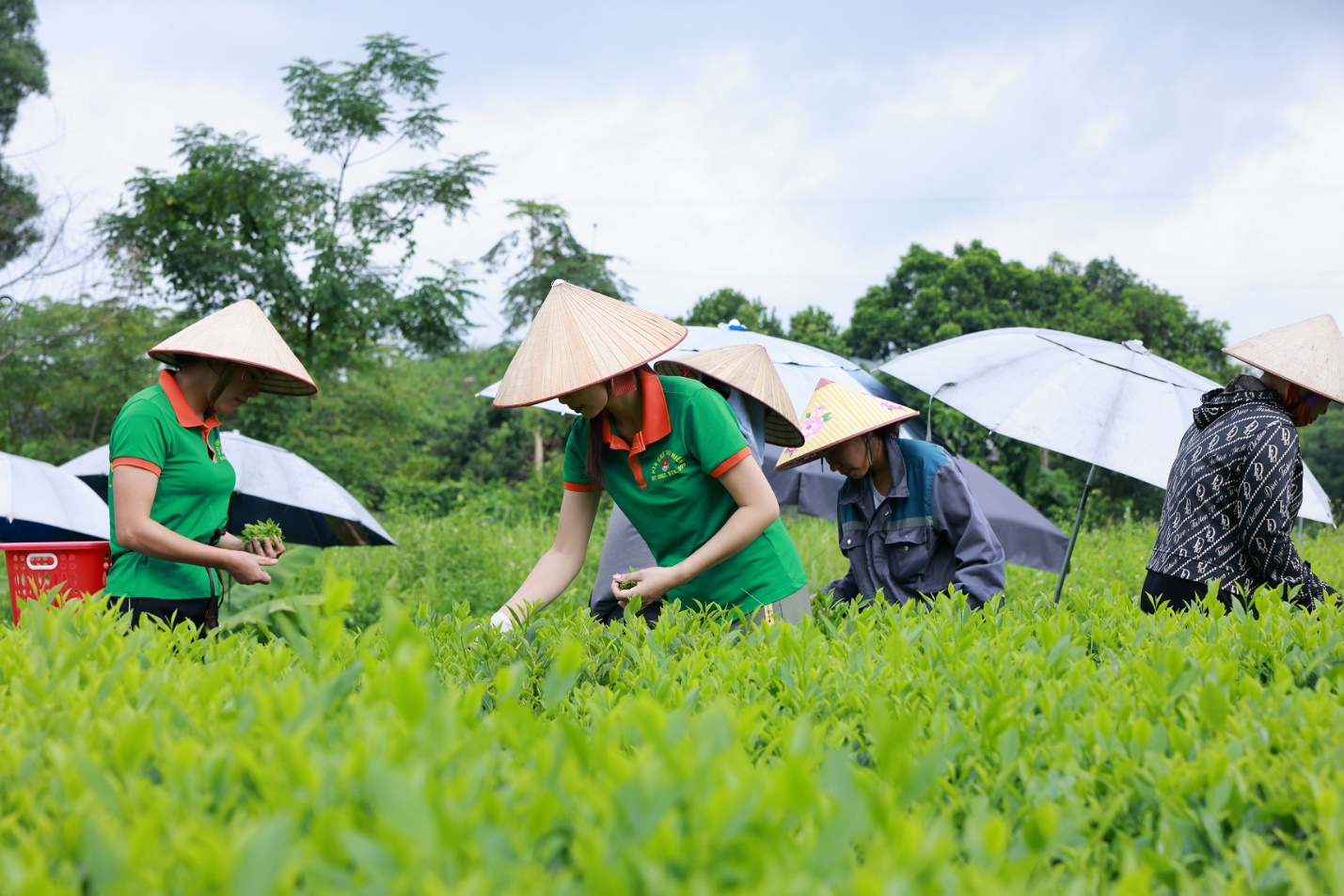 Khám phá quy trình chăm sóc cây chè dùng làm nguyên liệu cho Trà Xanh Không Độ- Ảnh 2.