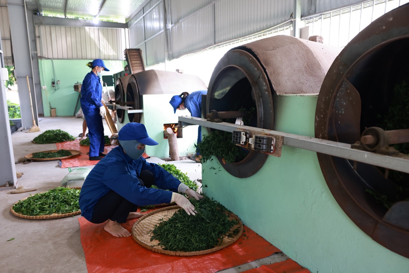 Khám phá quy trình chăm sóc cây chè dùng làm nguyên liệu cho Trà Xanh Không Độ- Ảnh 4.