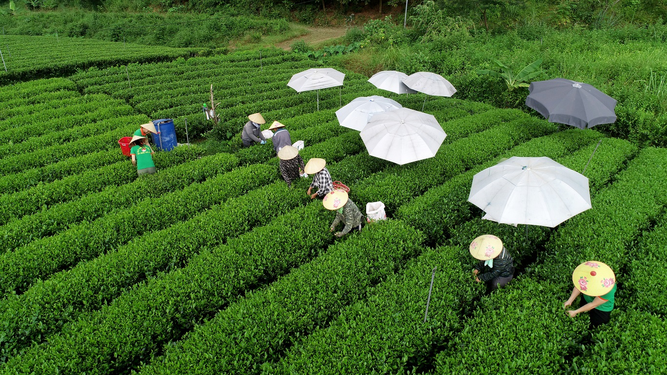 Khám phá quy trình chăm sóc cây chè dùng làm nguyên liệu cho Trà Xanh Không Độ- Ảnh 7.