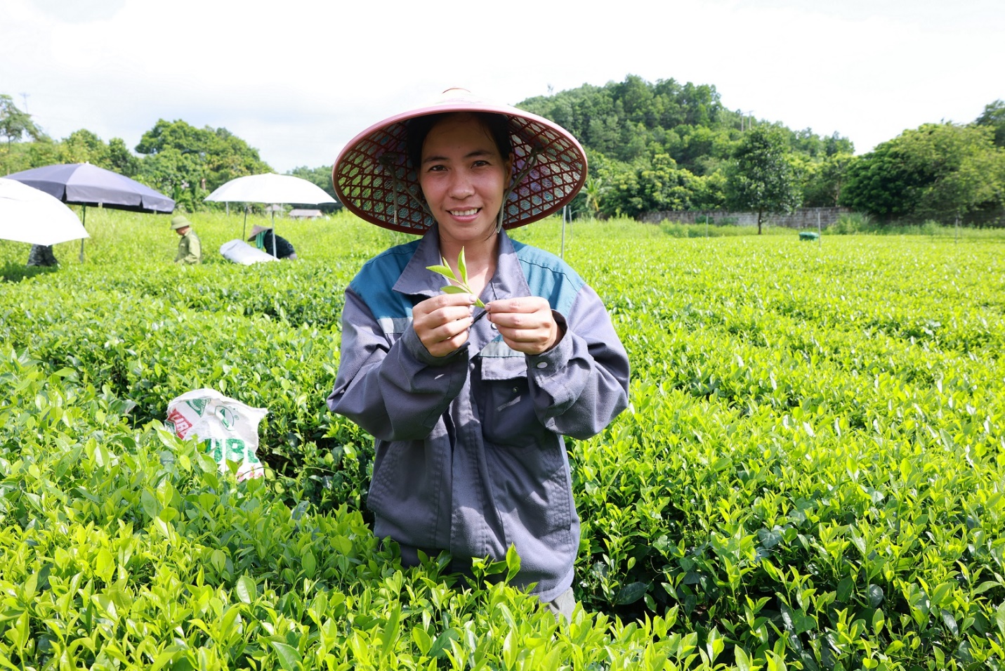 Trà Xanh Không Độ: Đưa giá trị chè Việt vươn tầm thế giới- Ảnh 2.