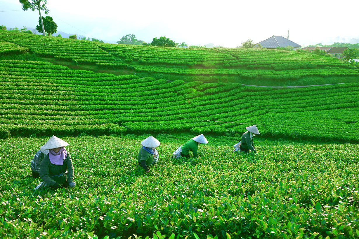 Liên kết bền vững từ hộ nông dân đến nhà sản xuất- Ảnh 4.