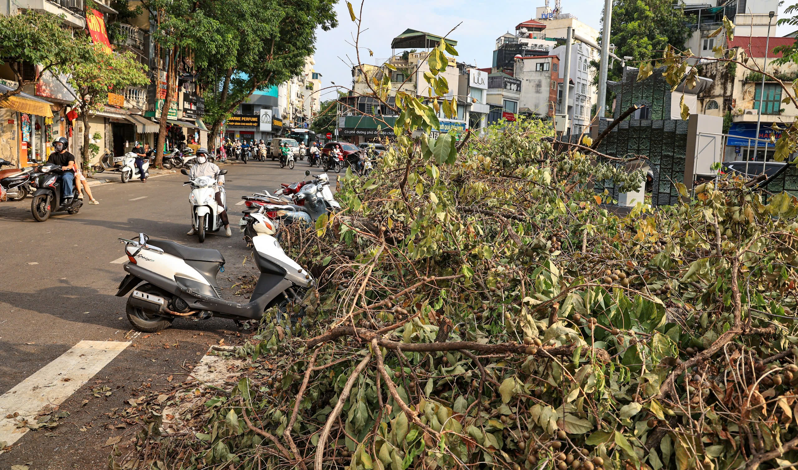 Hà Nội tất bật thu dọn hàng chục nghìn cây xanh gãy đổ sau bão số 3- Ảnh 1.