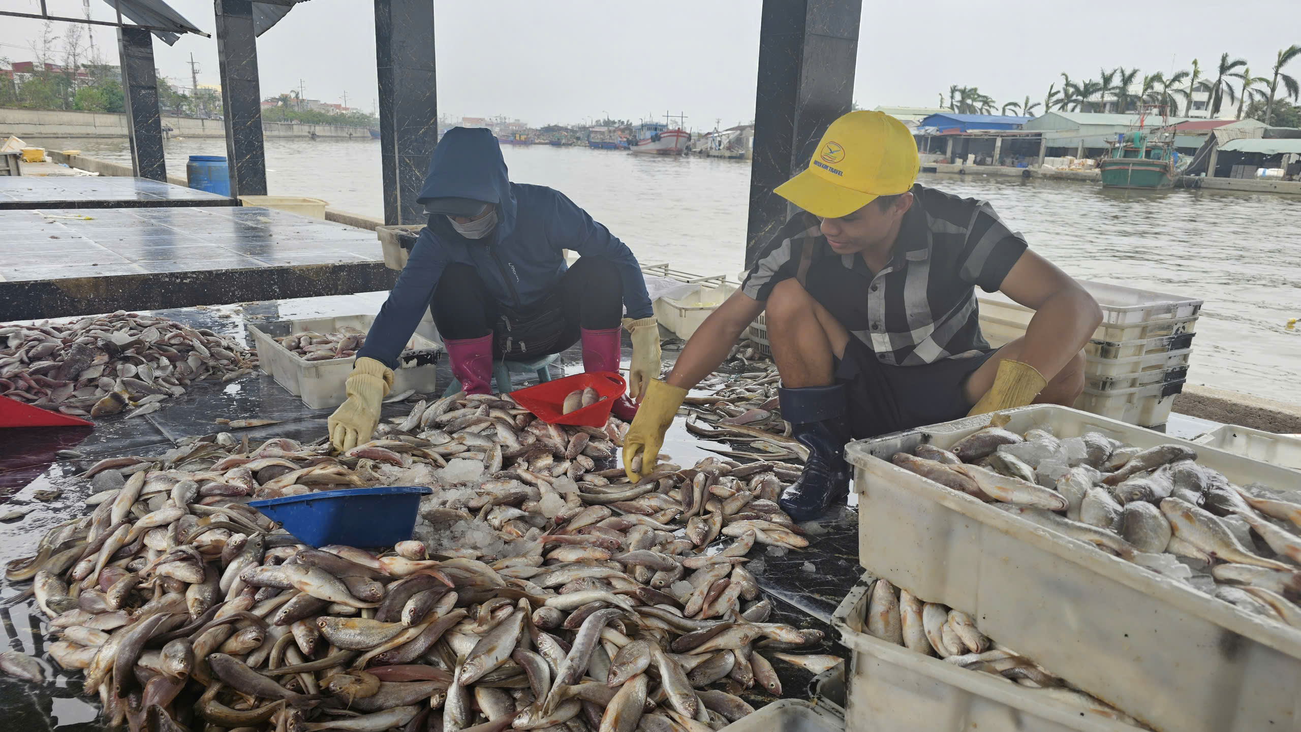 Tàu cá Hải Phòng vươn khơi trở lại, giá hải sản tươi sống tăng gấp đôi- Ảnh 4.