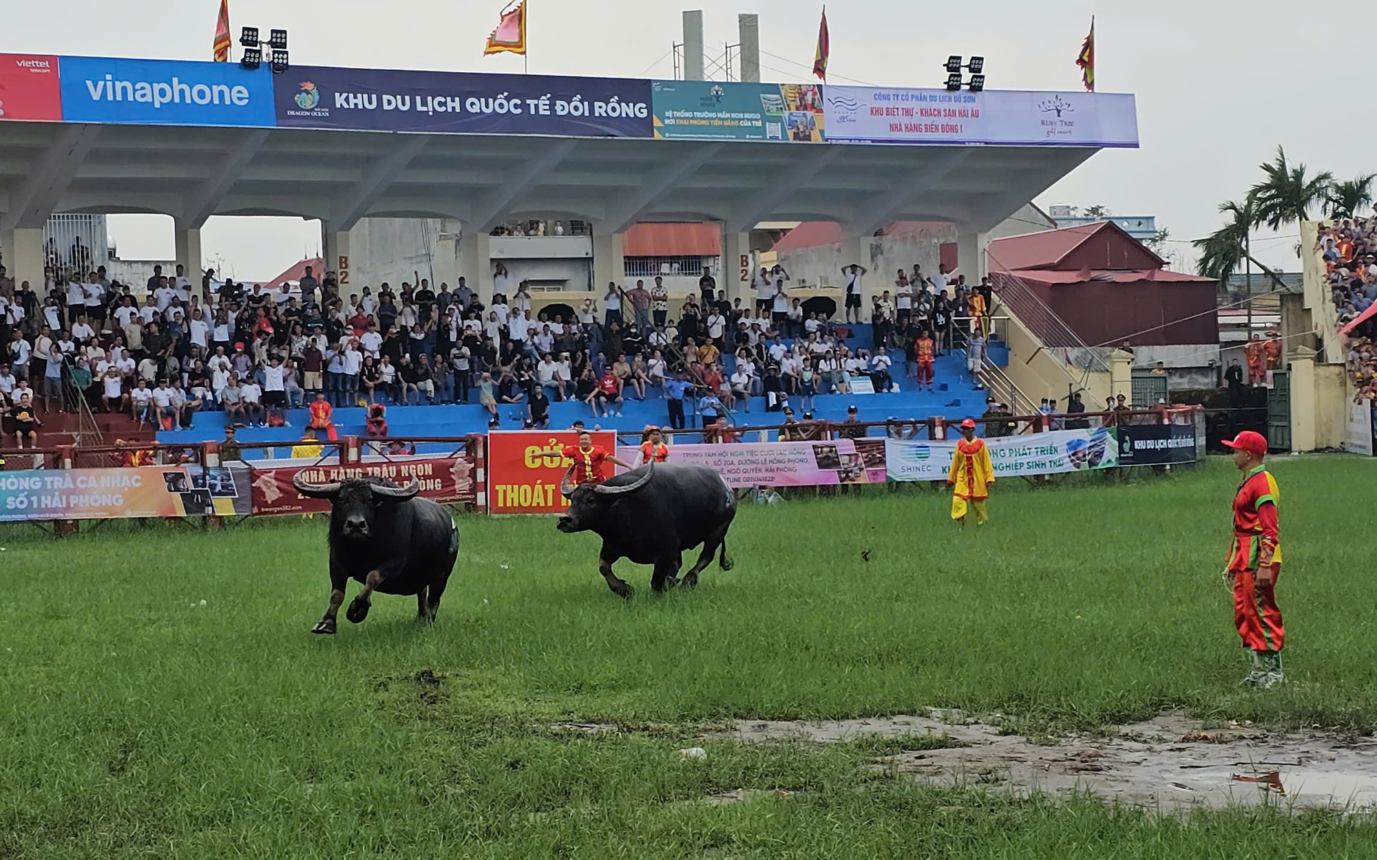 Chọi trâu Đồ Sơn 2024: Cò vé chào mời, bất ngờ ngay từ kháp đấu đầu