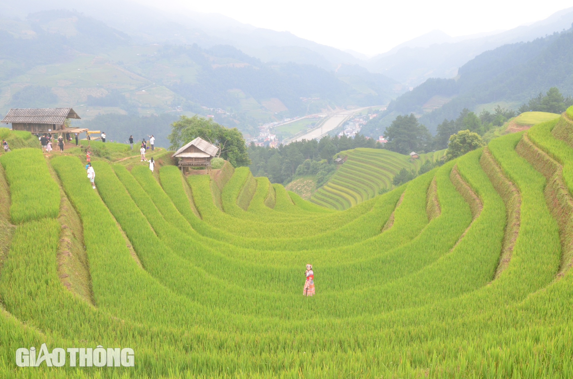 Du khách mê đắm vẻ đẹp ruộng bậc thang Mù Cang Chải mùa lúa chín- Ảnh 5.