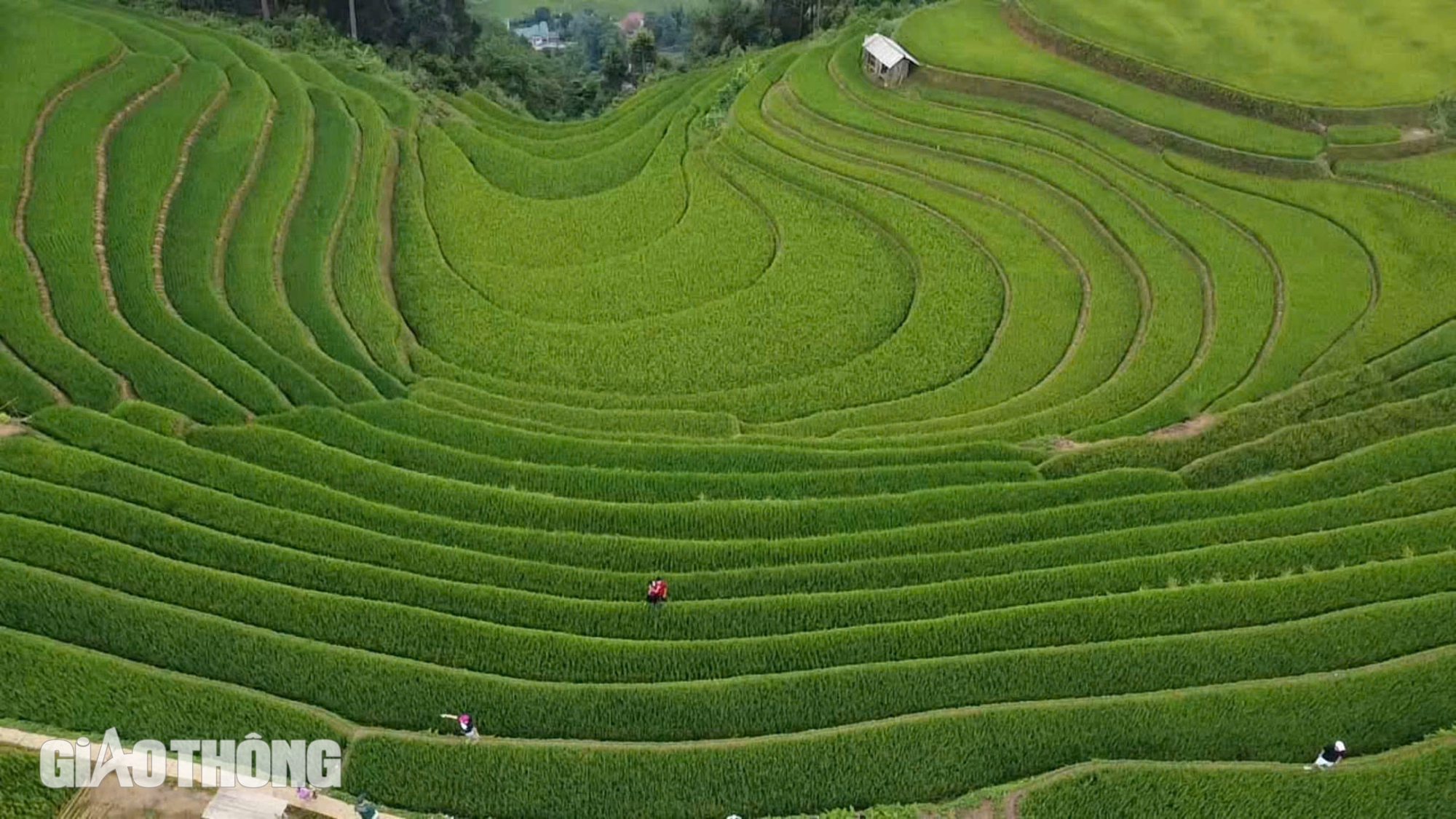 Du khách mê đắm vẻ đẹp ruộng bậc thang Mù Cang Chải mùa lúa chín- Ảnh 3.