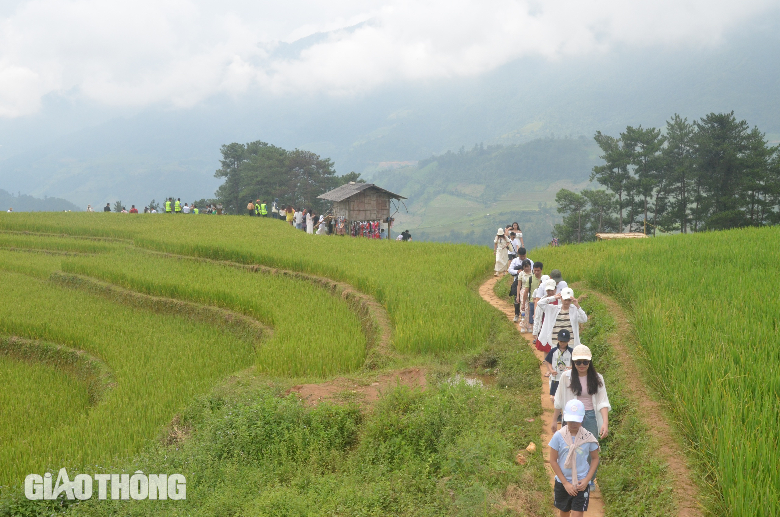 Du khách mê đắm vẻ đẹp ruộng bậc thang Mù Cang Chải mùa lúa chín- Ảnh 8.