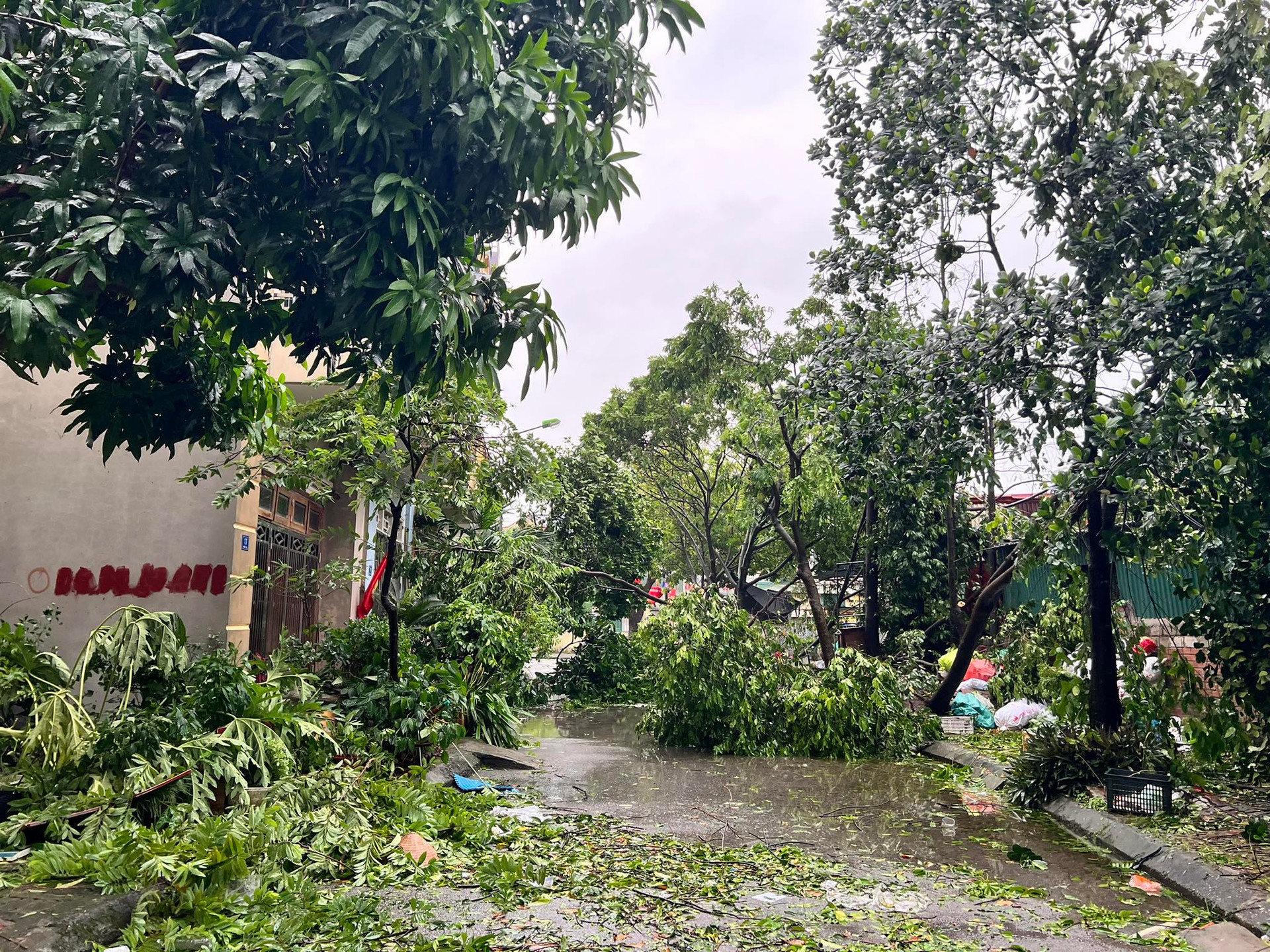 Cây đổ chắn kín nhiều tuyến đường, người dân Hải Dương xắn tay cùng giải tỏa- Ảnh 1.