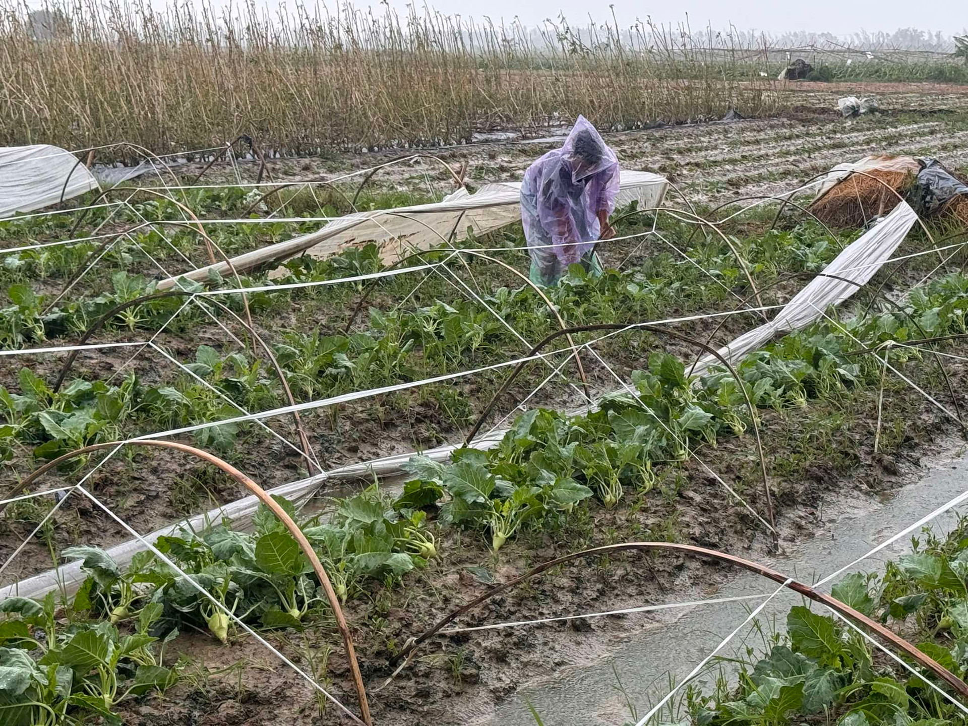 Cây đổ chắn kín nhiều tuyến đường, người dân Hải Dương xắn tay cùng giải tỏa- Ảnh 12.