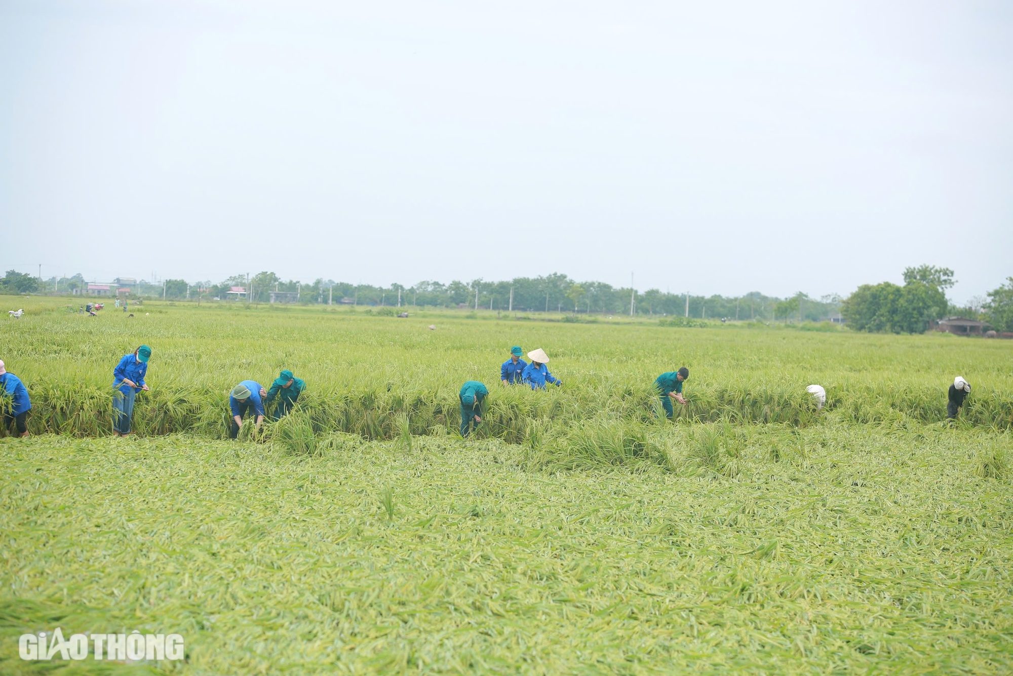 Người đổ ra đồng cứu hơn 170ha lúa ở Hà Nội bị đổ rạp, ngập sâu sau bão số 3- Ảnh 1.