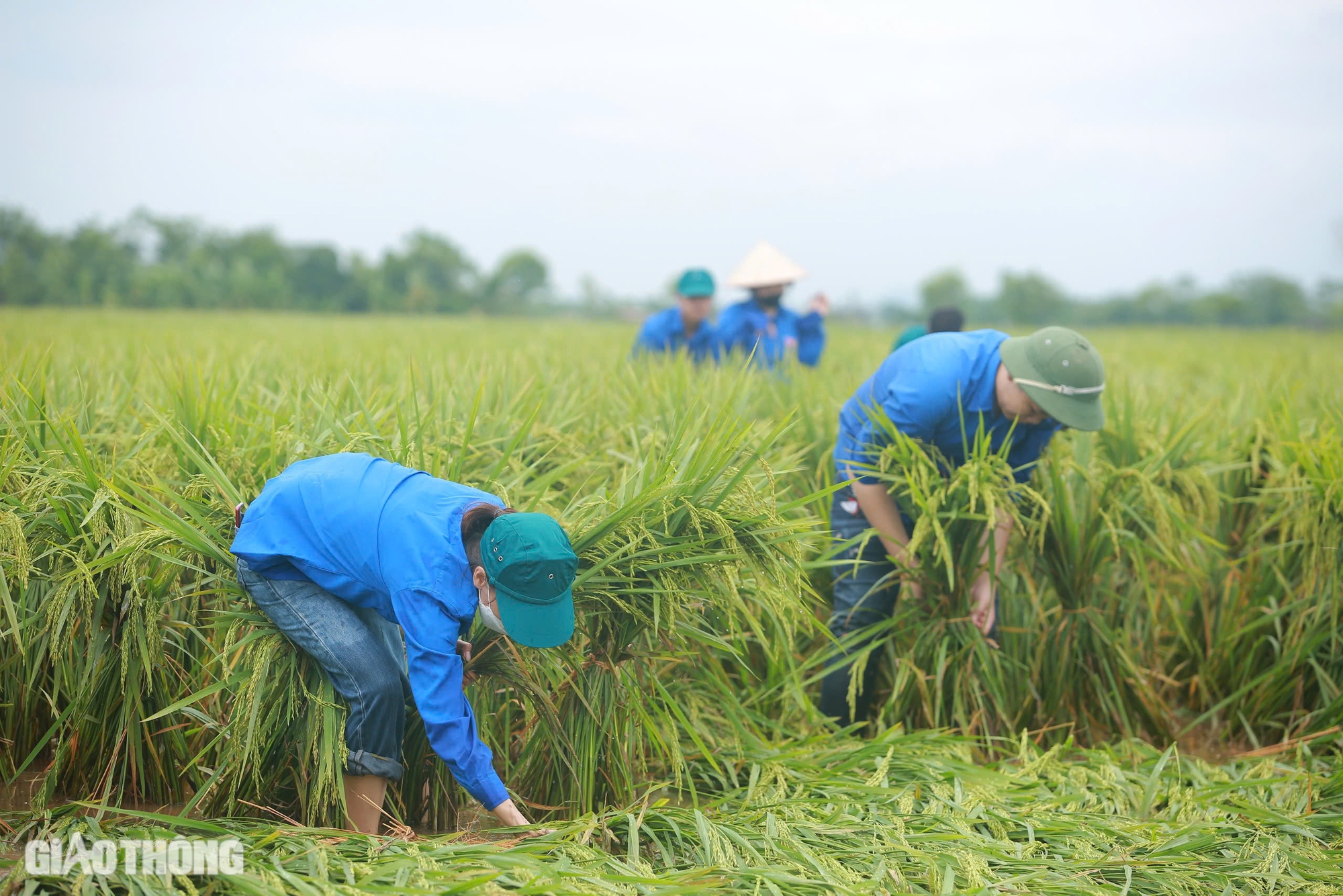 Người đổ ra đồng cứu hơn 170ha lúa ở Hà Nội bị đổ rạp, ngập sâu sau bão số 3- Ảnh 2.