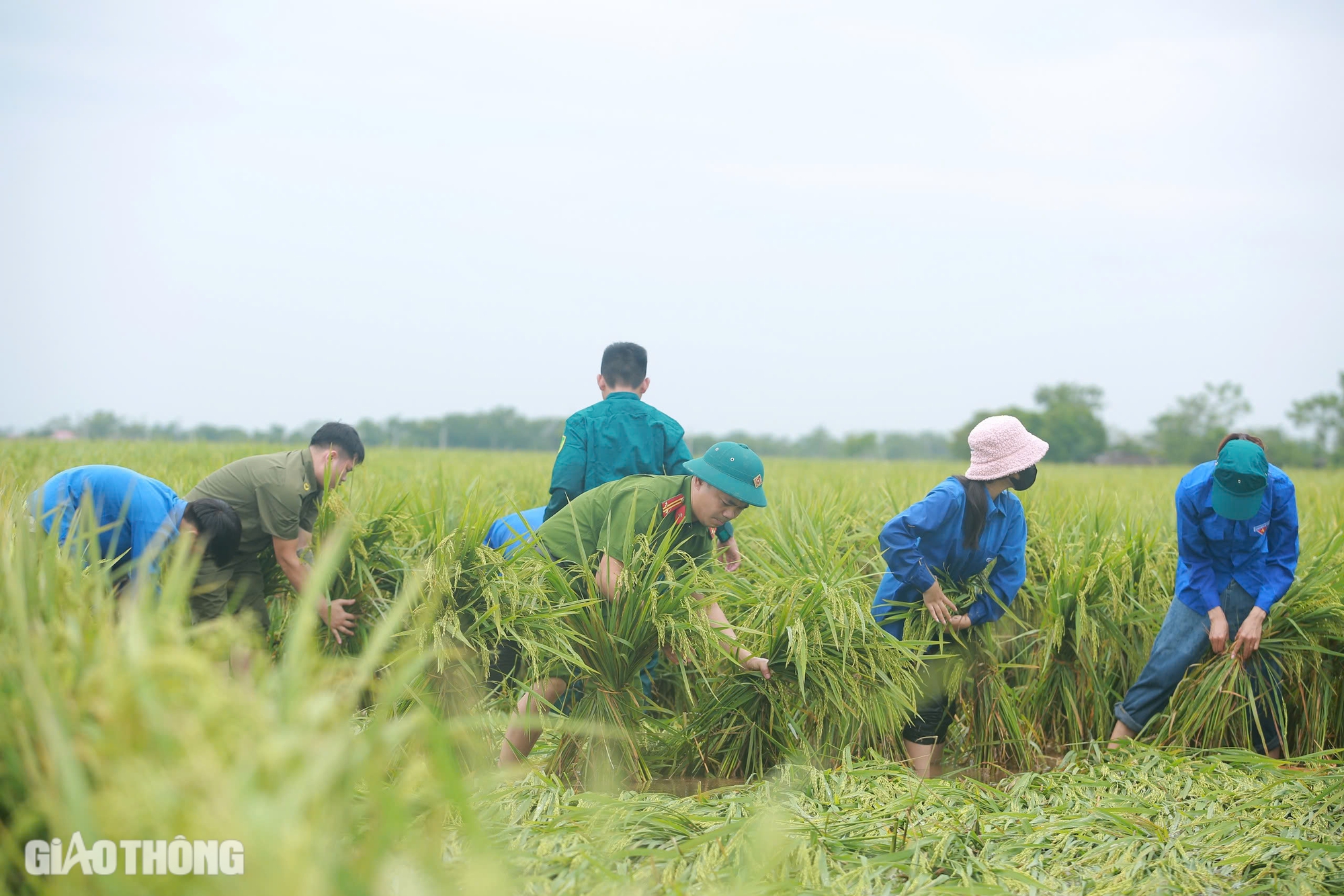 Người đổ ra đồng cứu hơn 170ha lúa ở Hà Nội bị đổ rạp, ngập sâu sau bão số 3- Ảnh 5.