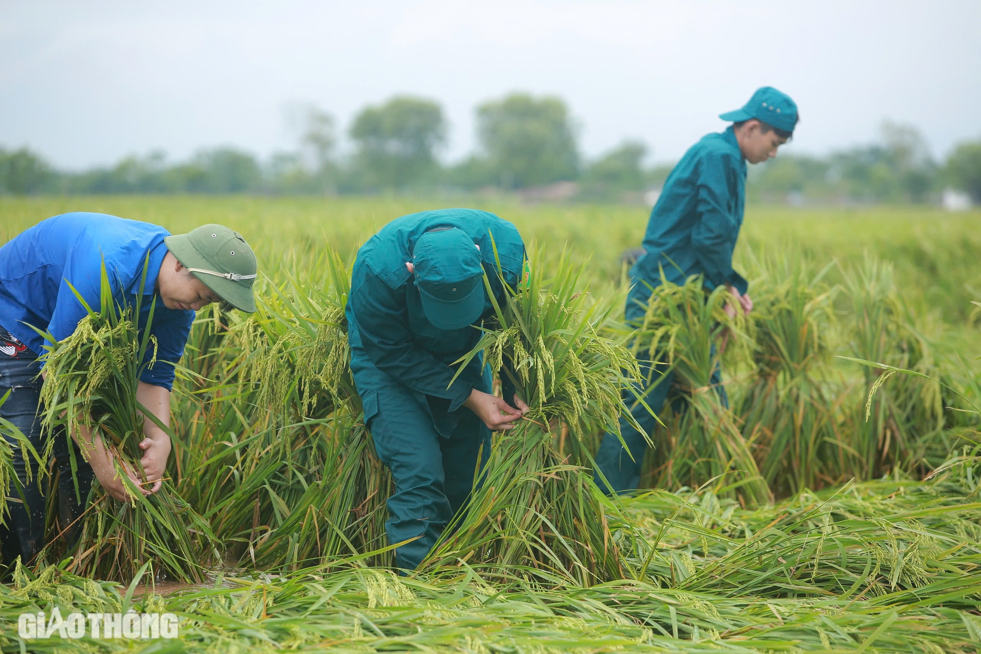 Người đổ ra đồng cứu hơn 170ha lúa ở Hà Nội bị đổ rạp, ngập sâu sau bão số 3- Ảnh 6.