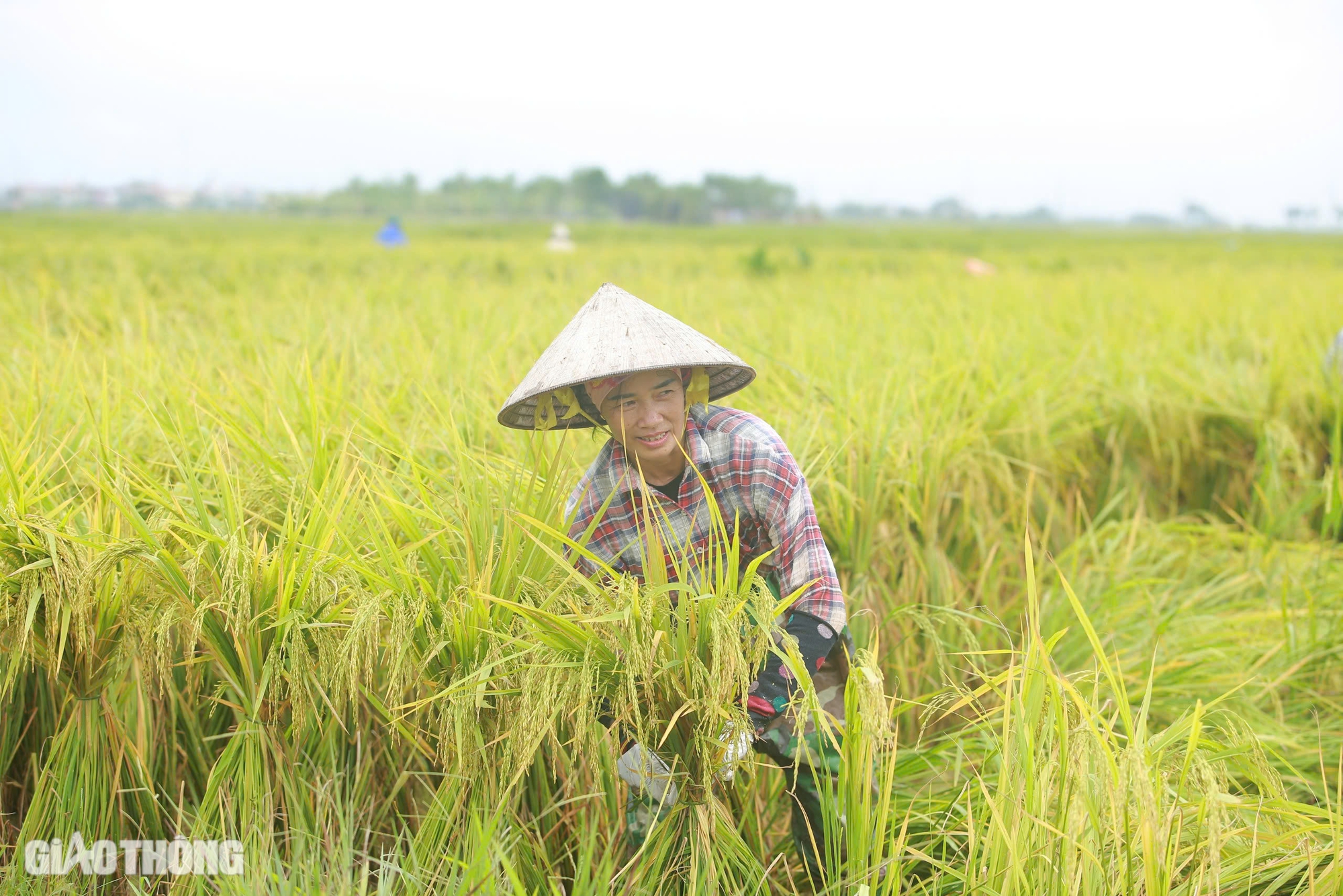 Người đổ ra đồng cứu hơn 170ha lúa ở Hà Nội bị đổ rạp, ngập sâu sau bão số 3- Ảnh 8.