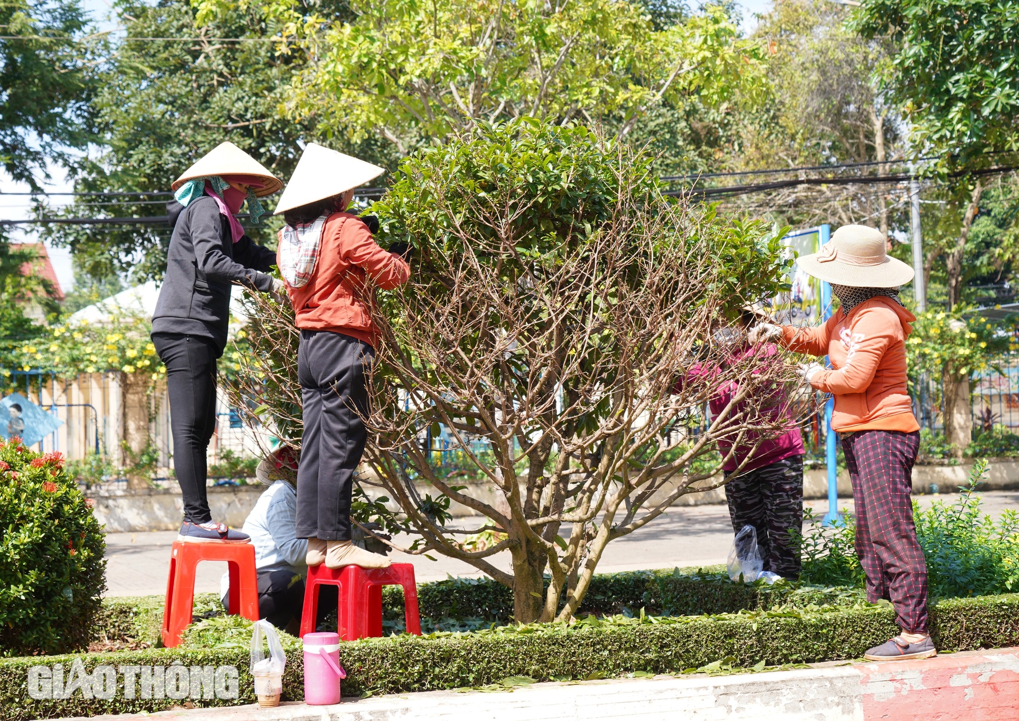 500 người lặt lá mai trên tuyến đường mai vàng dài nhất Việt Nam- Ảnh 1.